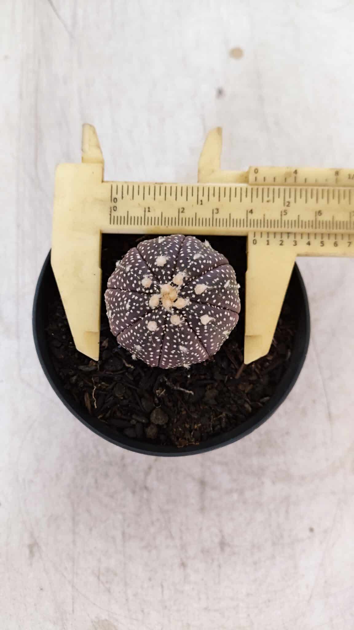 ASTROPHYTUM ASTERIAS “Purple”  Nº 936 – vaso 09