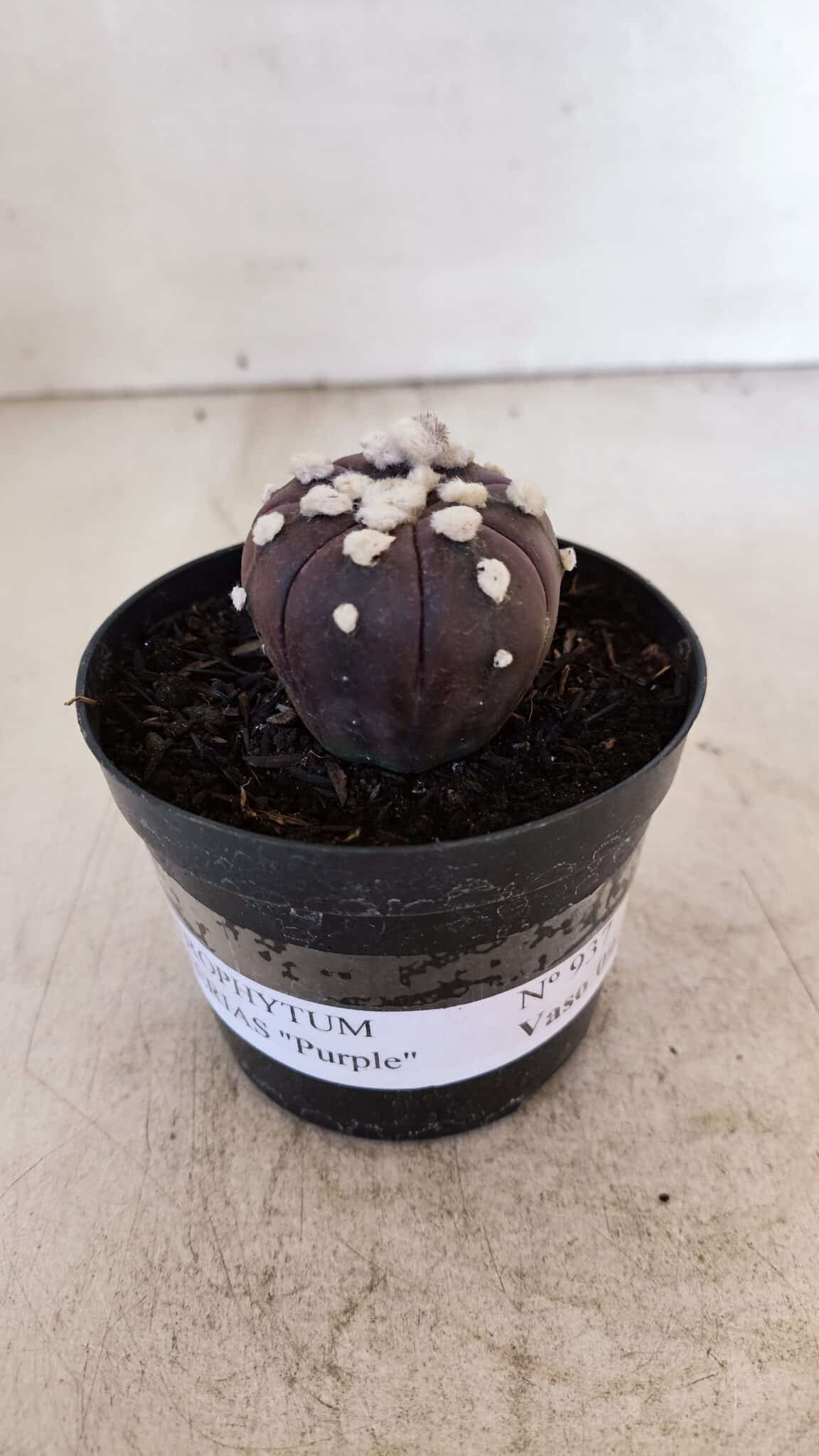 ASTROPHYTUM ASTERIAS “Purple”  Nº 937 – vaso 09