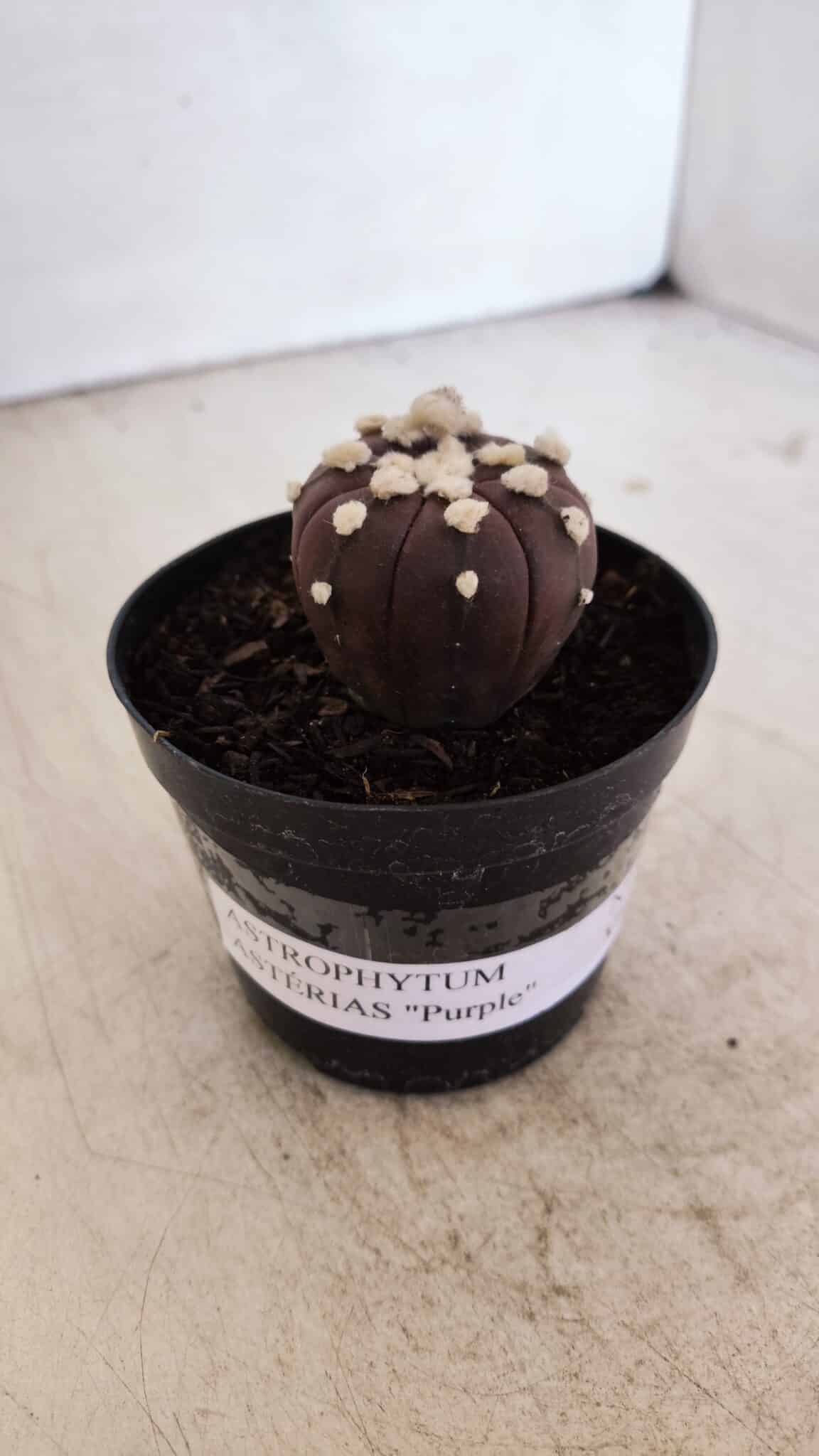 ASTROPHYTUM ASTERIAS “Purple”  Nº 937 – vaso 09