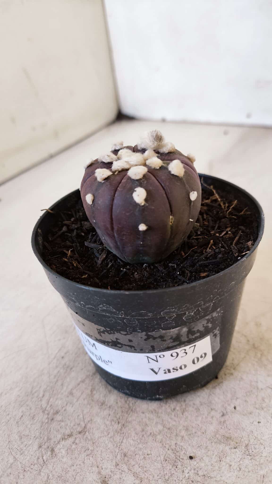 ASTROPHYTUM ASTERIAS “Purple”  Nº 937 – vaso 09