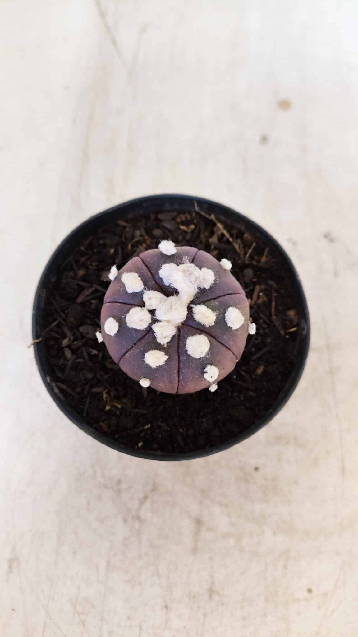 ASTROPHYTUM ASTERIAS “Purple”  Nº 937 – vaso 09