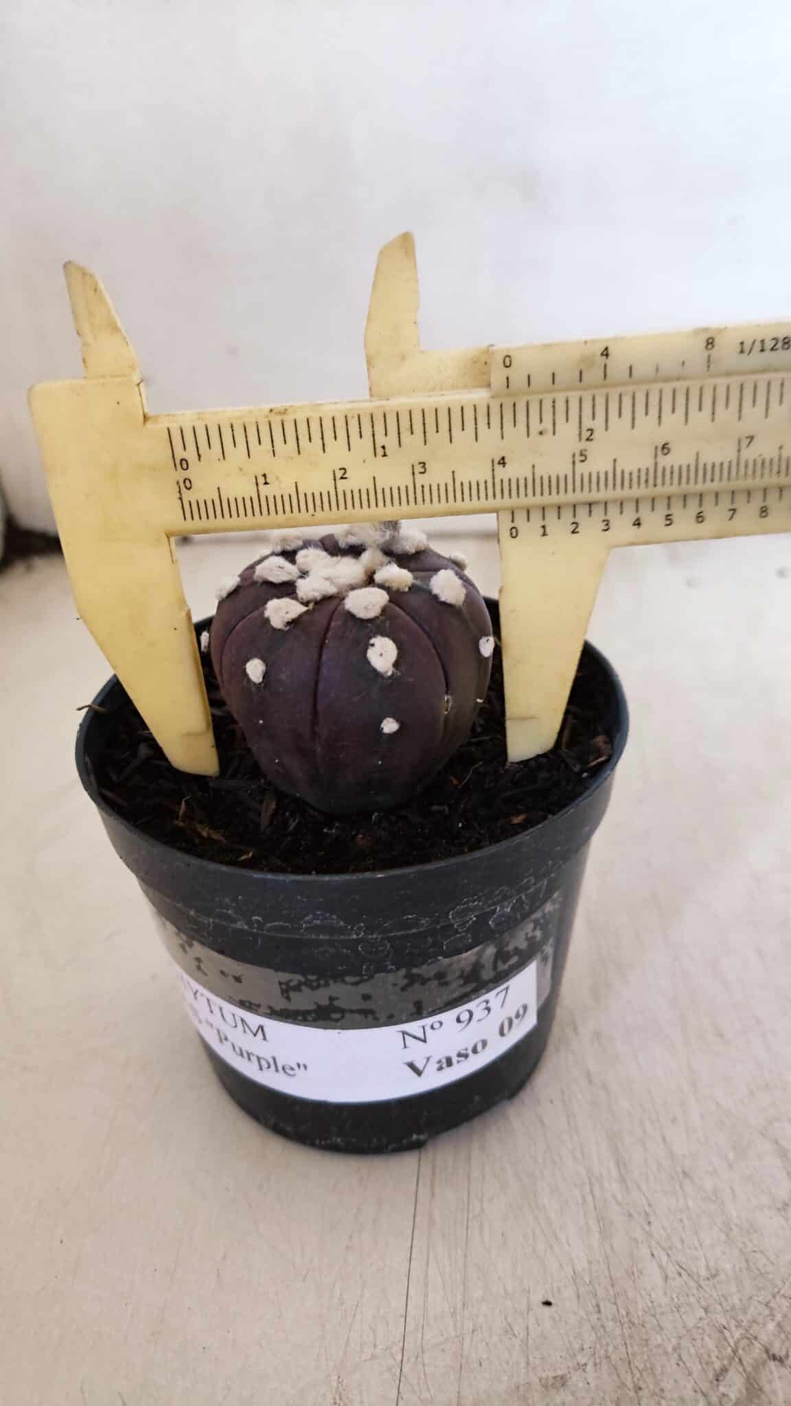 ASTROPHYTUM ASTERIAS “Purple”  Nº 937 – vaso 09