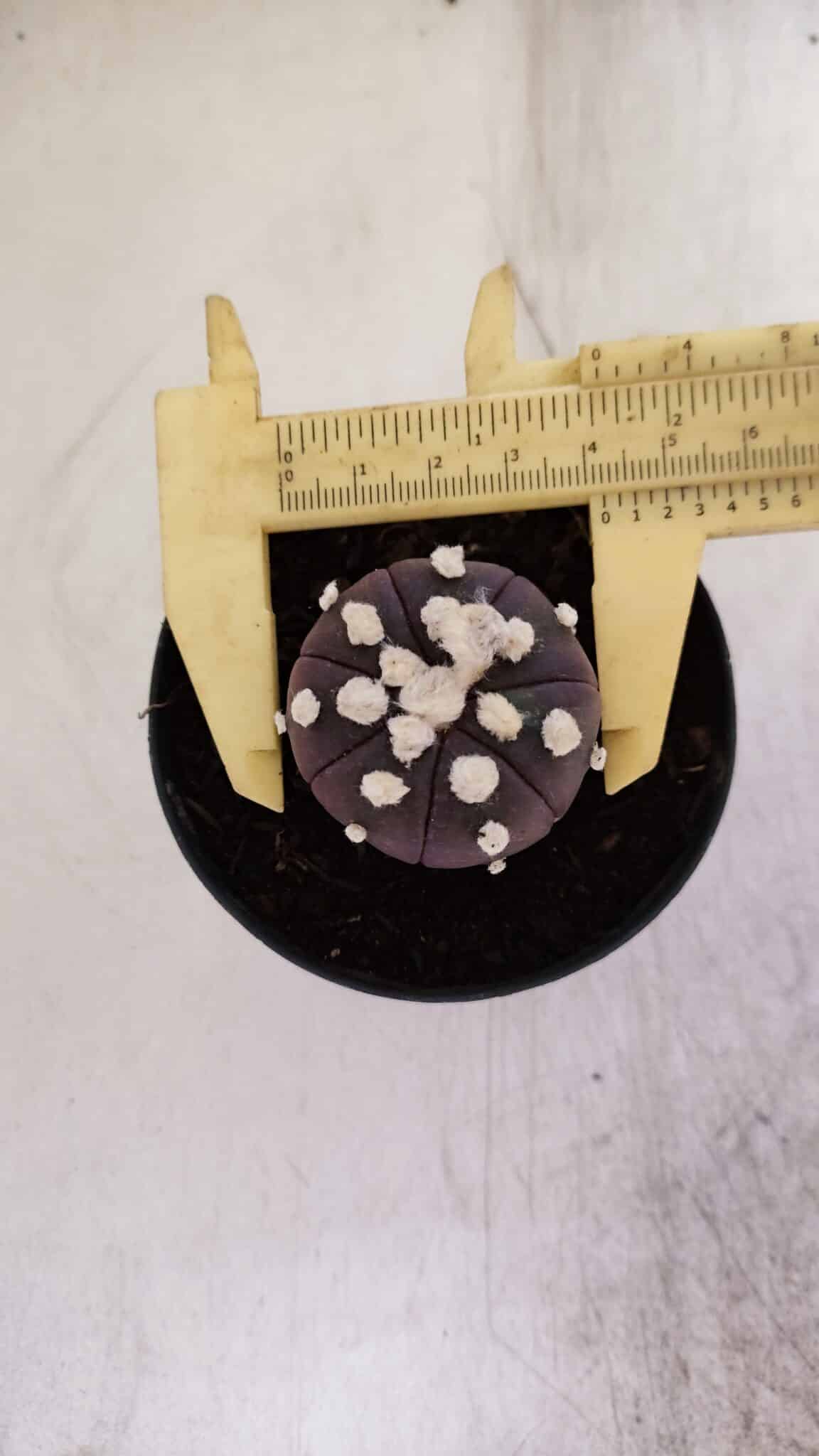 ASTROPHYTUM ASTERIAS “Purple”  Nº 937 – vaso 09