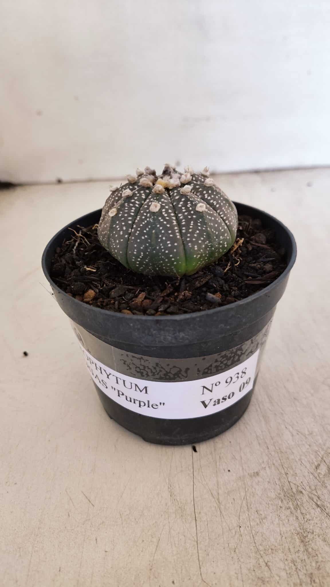 ASTROPHYTUM ASTERIAS “Purple”  Nº 938 – vaso 09