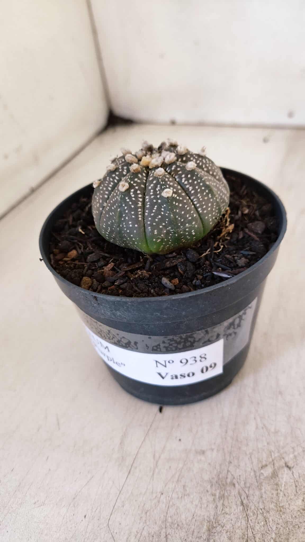 ASTROPHYTUM ASTERIAS “Purple”  Nº 938 – vaso 09
