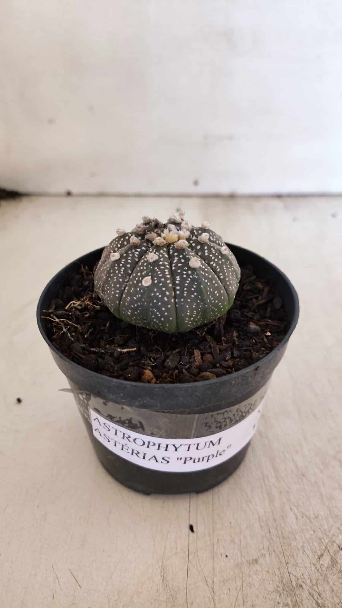 ASTROPHYTUM ASTERIAS “Purple”  Nº 938 – vaso 09