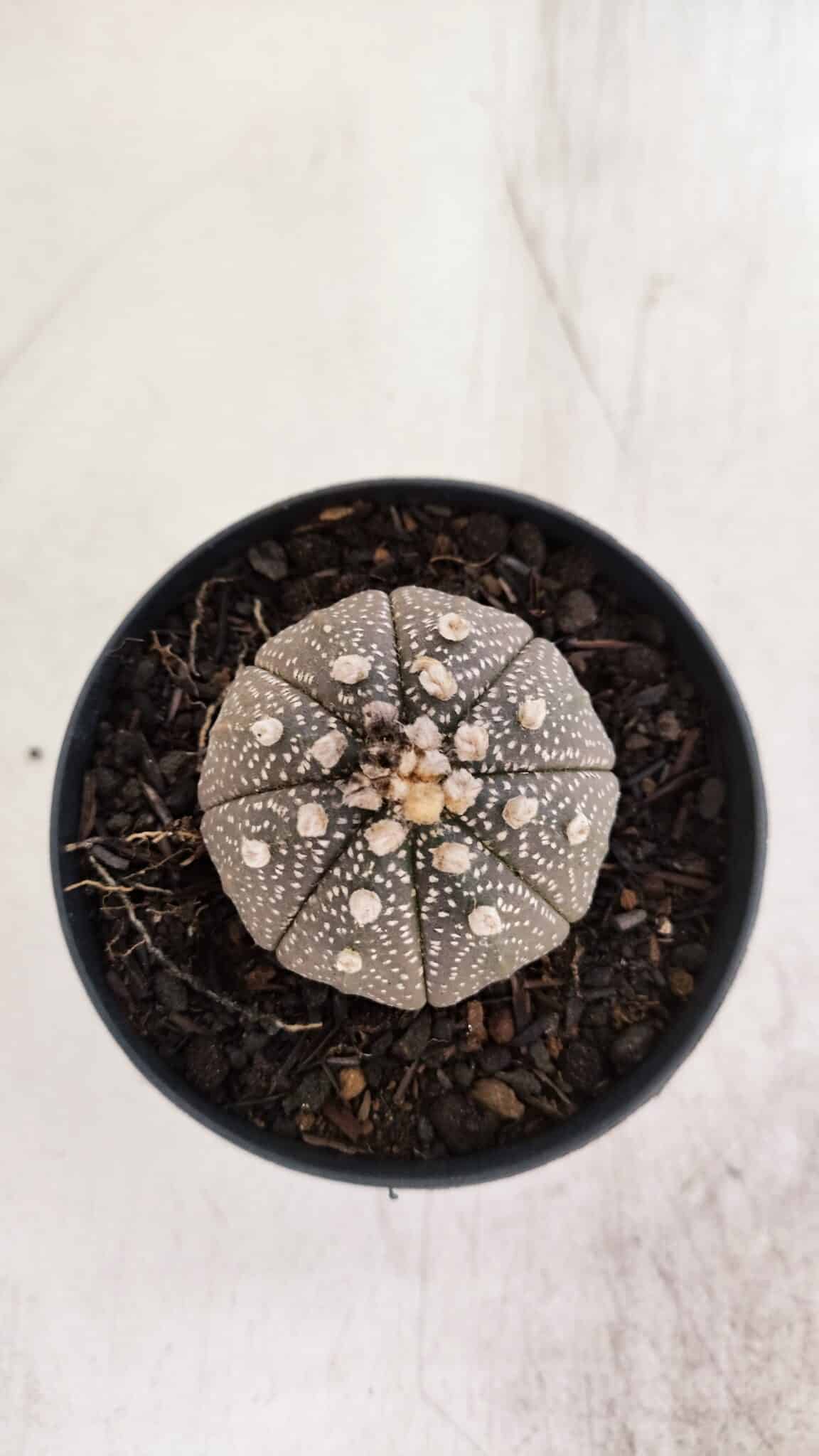 ASTROPHYTUM ASTERIAS “Purple”  Nº 938 – vaso 09