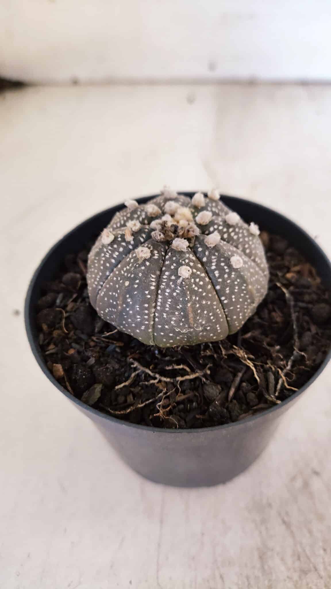 ASTROPHYTUM ASTERIAS “Purple”  Nº 938 – vaso 09