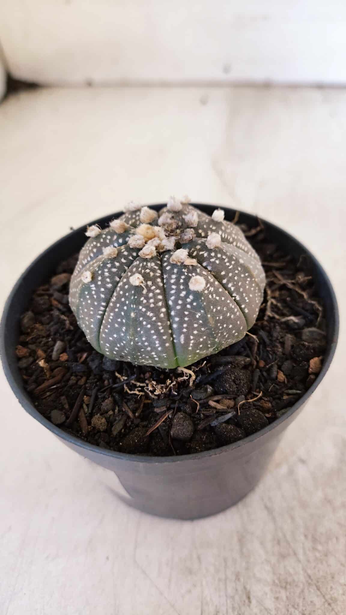 ASTROPHYTUM ASTERIAS “Purple”  Nº 938 – vaso 09