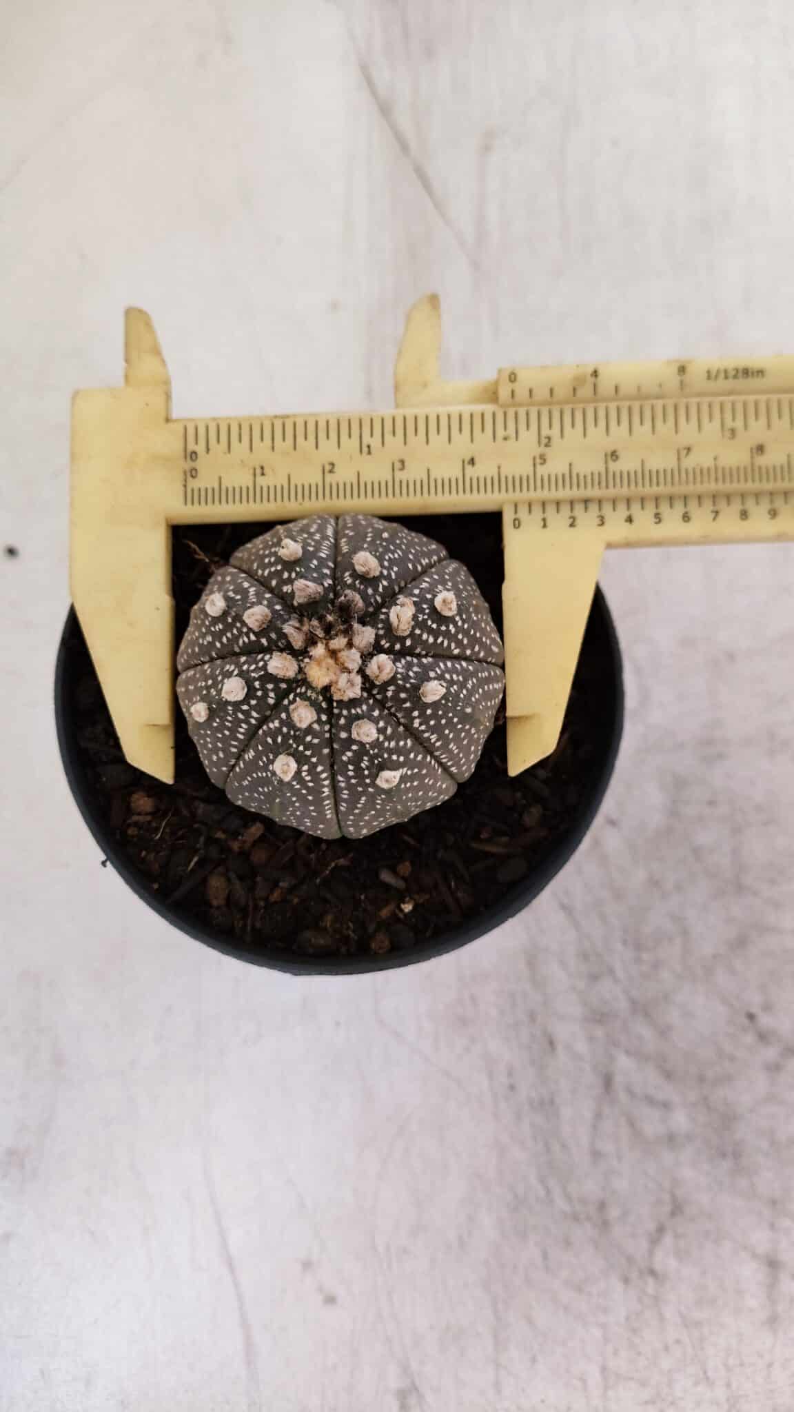 ASTROPHYTUM ASTERIAS “Purple”  Nº 938 – vaso 09