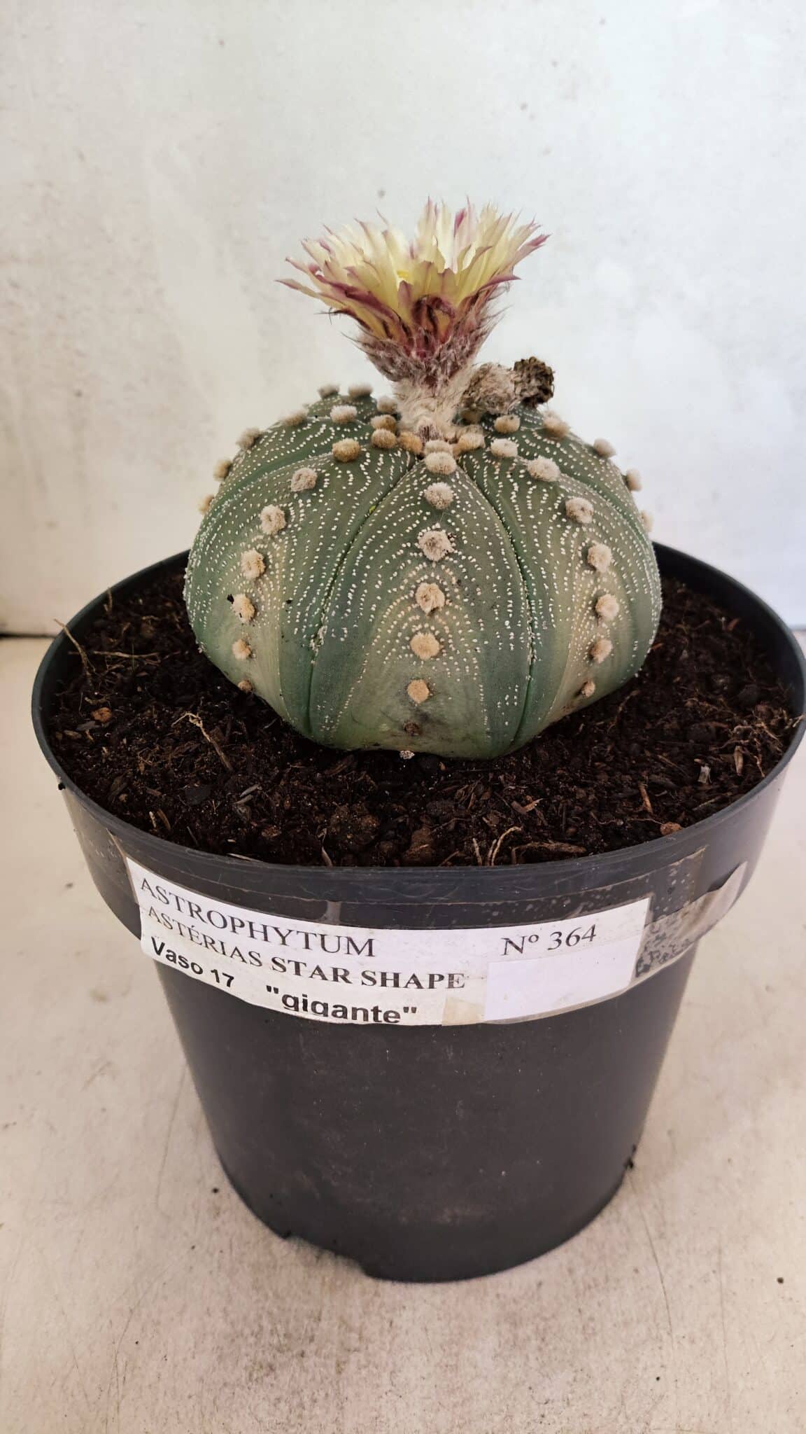 ASTROPHYTUM ASTERIAS STAR SHAPE Nº 364 – vaso 17