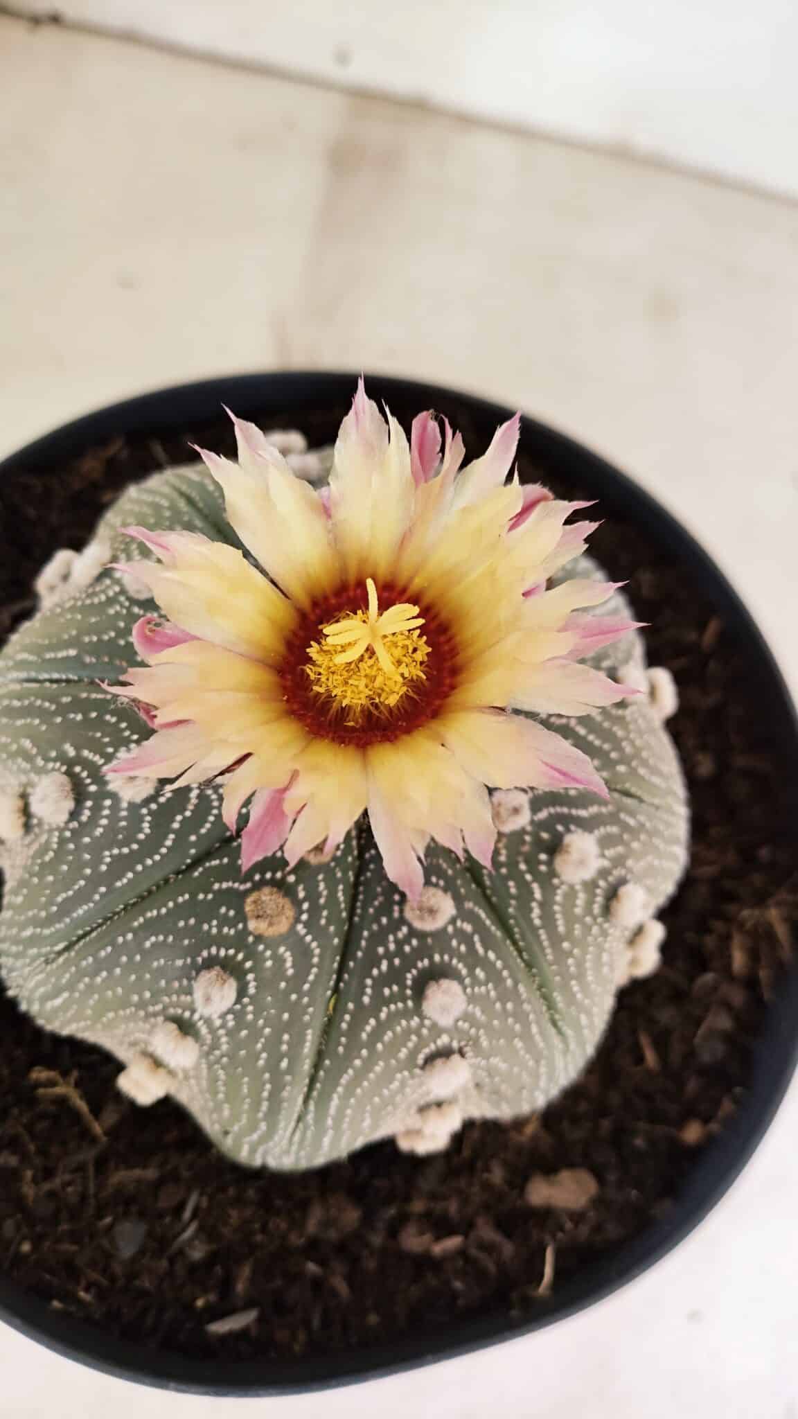 ASTROPHYTUM ASTERIAS STAR SHAPE Nº 364 – vaso 17