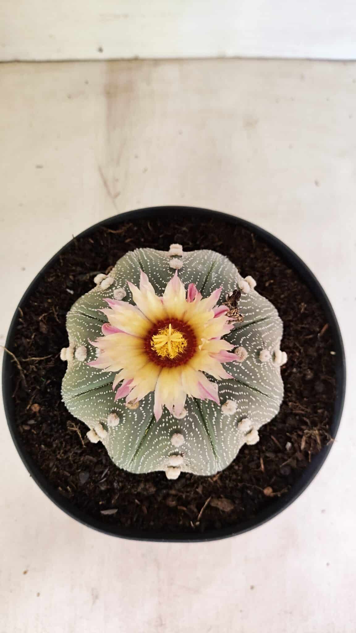 ASTROPHYTUM ASTERIAS STAR SHAPE Nº 364 – vaso 17