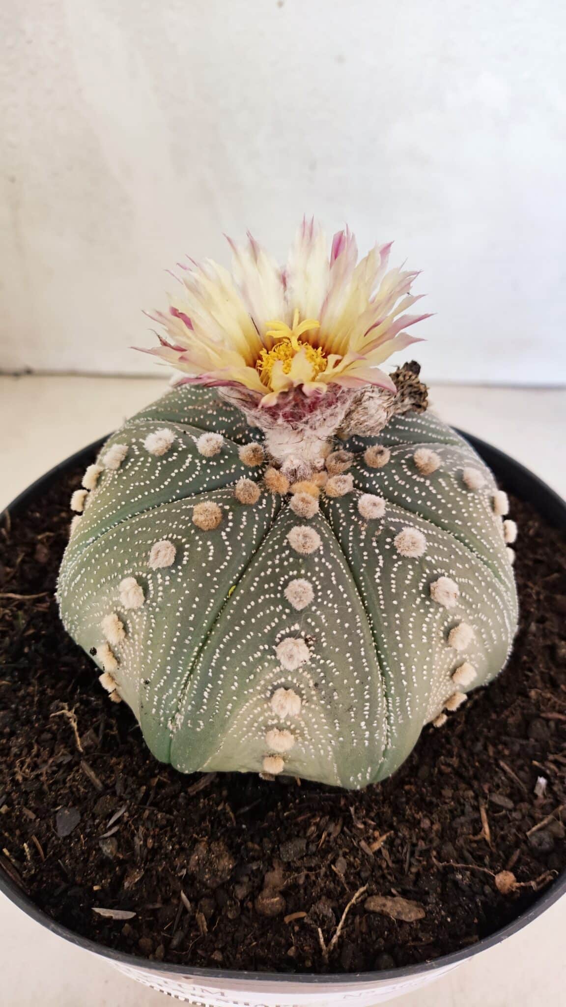 ASTROPHYTUM ASTERIAS STAR SHAPE Nº 364 – vaso 17