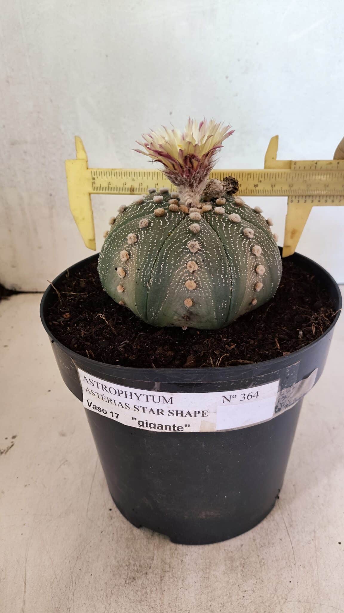 ASTROPHYTUM ASTERIAS STAR SHAPE Nº 364 – vaso 17