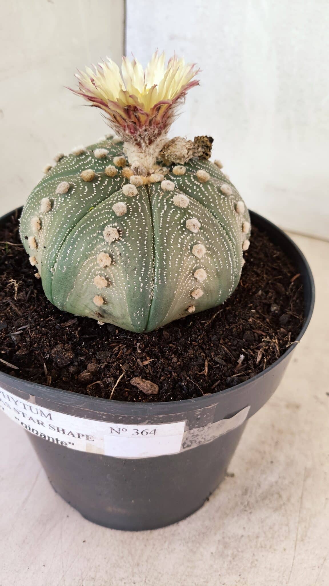 ASTROPHYTUM ASTERIAS STAR SHAPE Nº 364 – vaso 17
