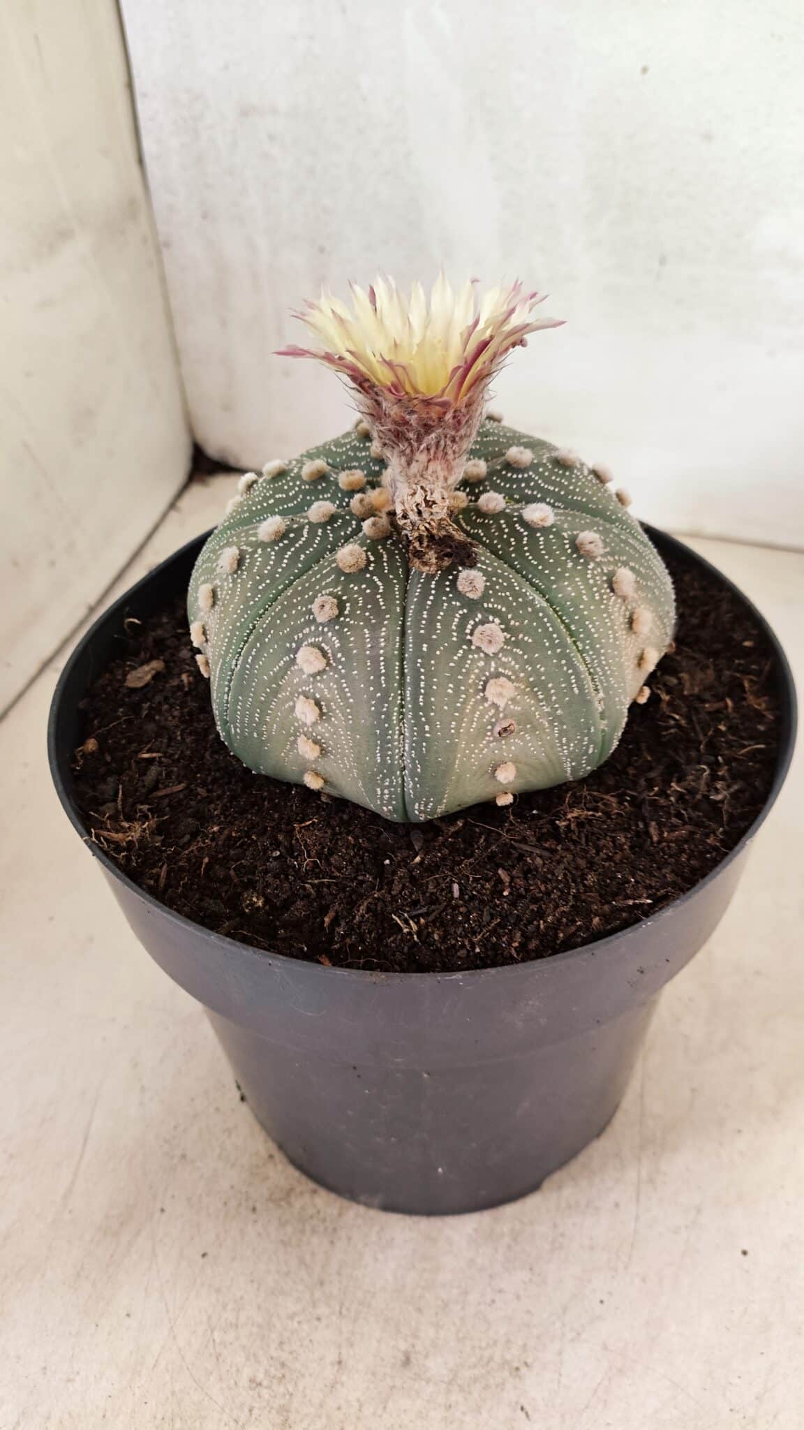 ASTROPHYTUM ASTERIAS STAR SHAPE Nº 364 – vaso 17