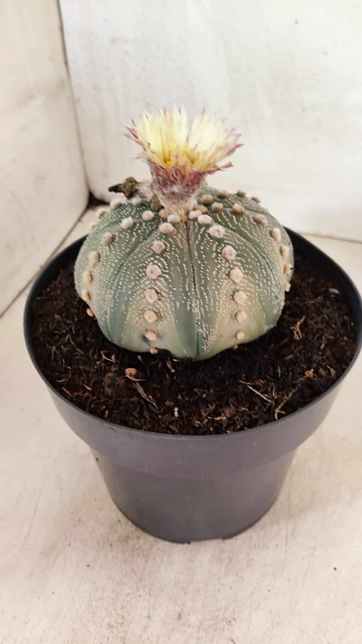 ASTROPHYTUM ASTERIAS STAR SHAPE Nº 364 – vaso 17