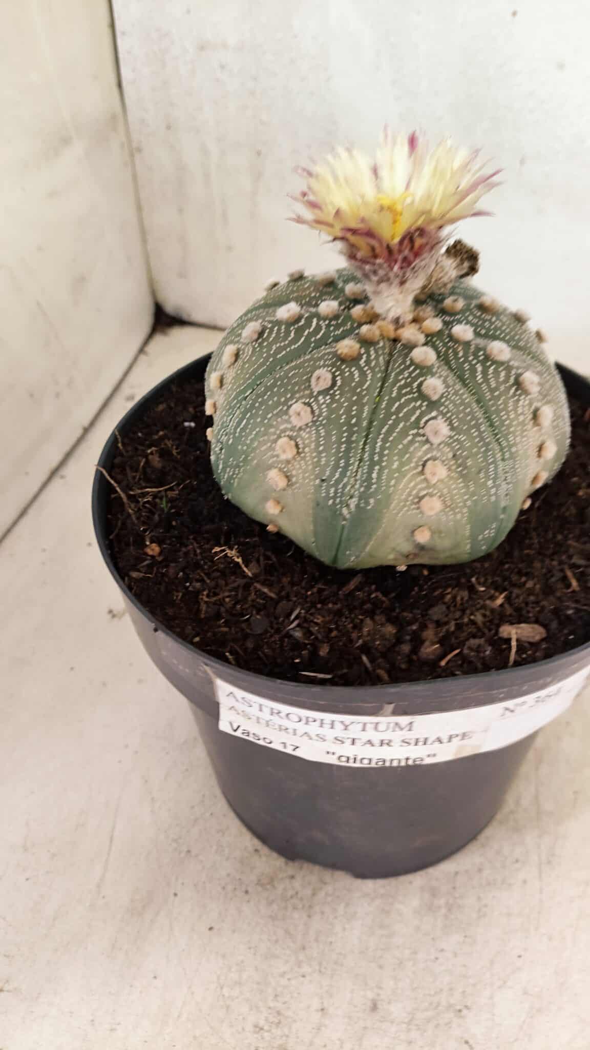 ASTROPHYTUM ASTERIAS STAR SHAPE Nº 364 – vaso 17