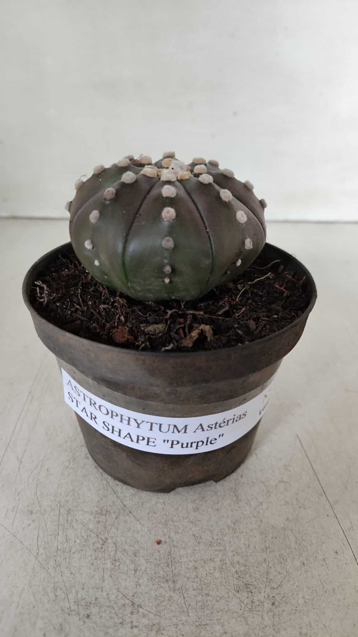 ASTROPHYTUM ASTERIAS STAR SHAPE "PURPLE" Nº 380 – vaso 11