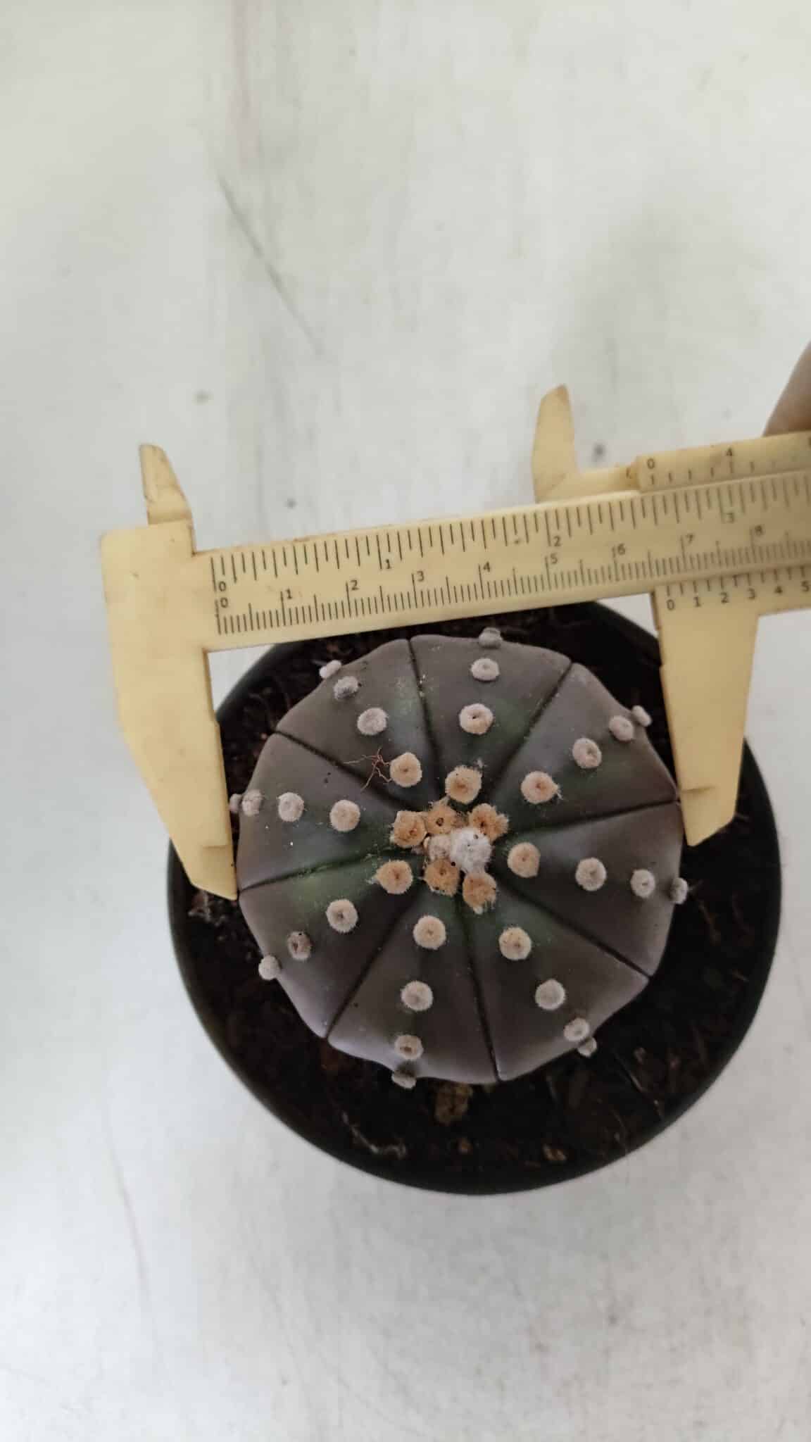 ASTROPHYTUM ASTERIAS STAR SHAPE "PURPLE" Nº 380 – vaso 11