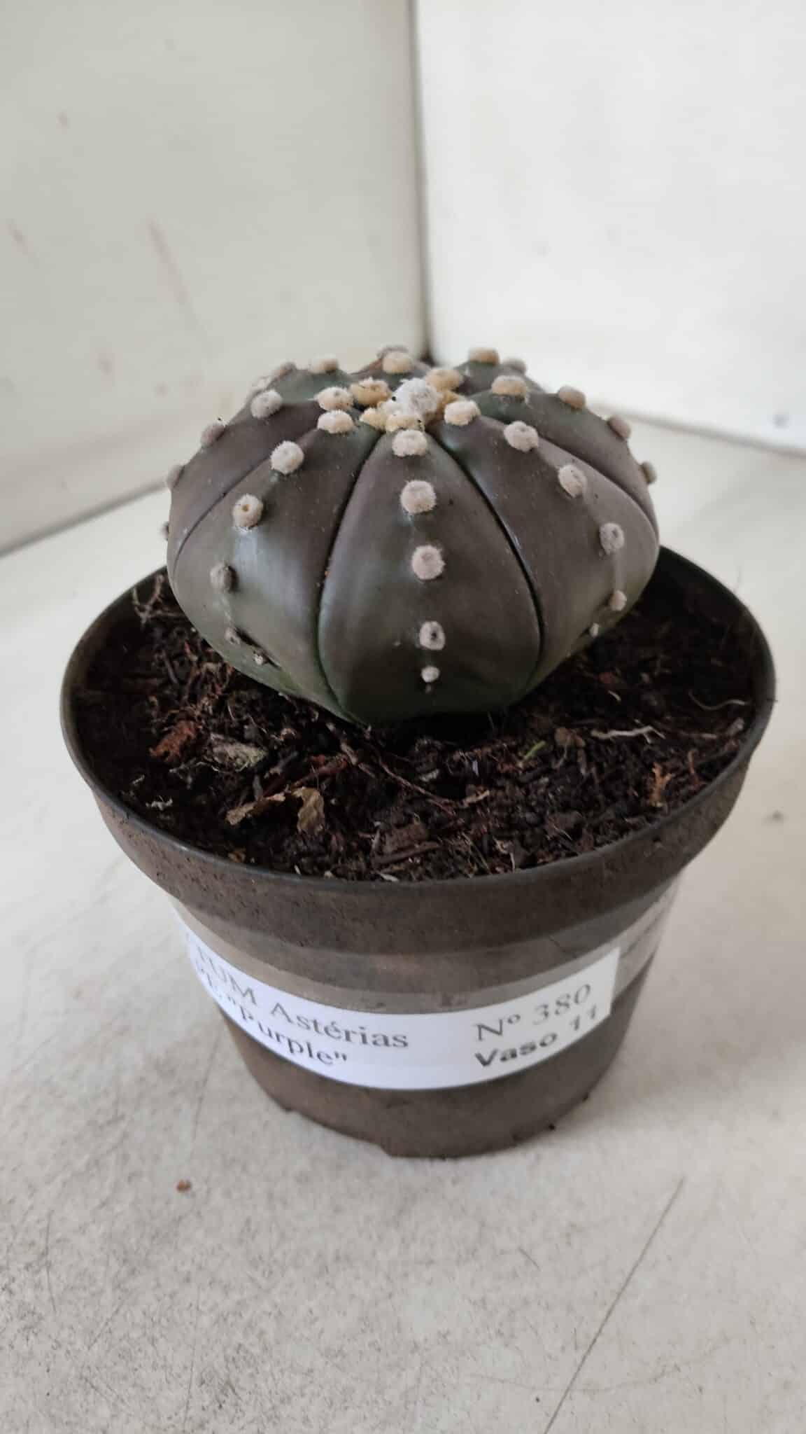 ASTROPHYTUM ASTERIAS STAR SHAPE "PURPLE" Nº 380 – vaso 11