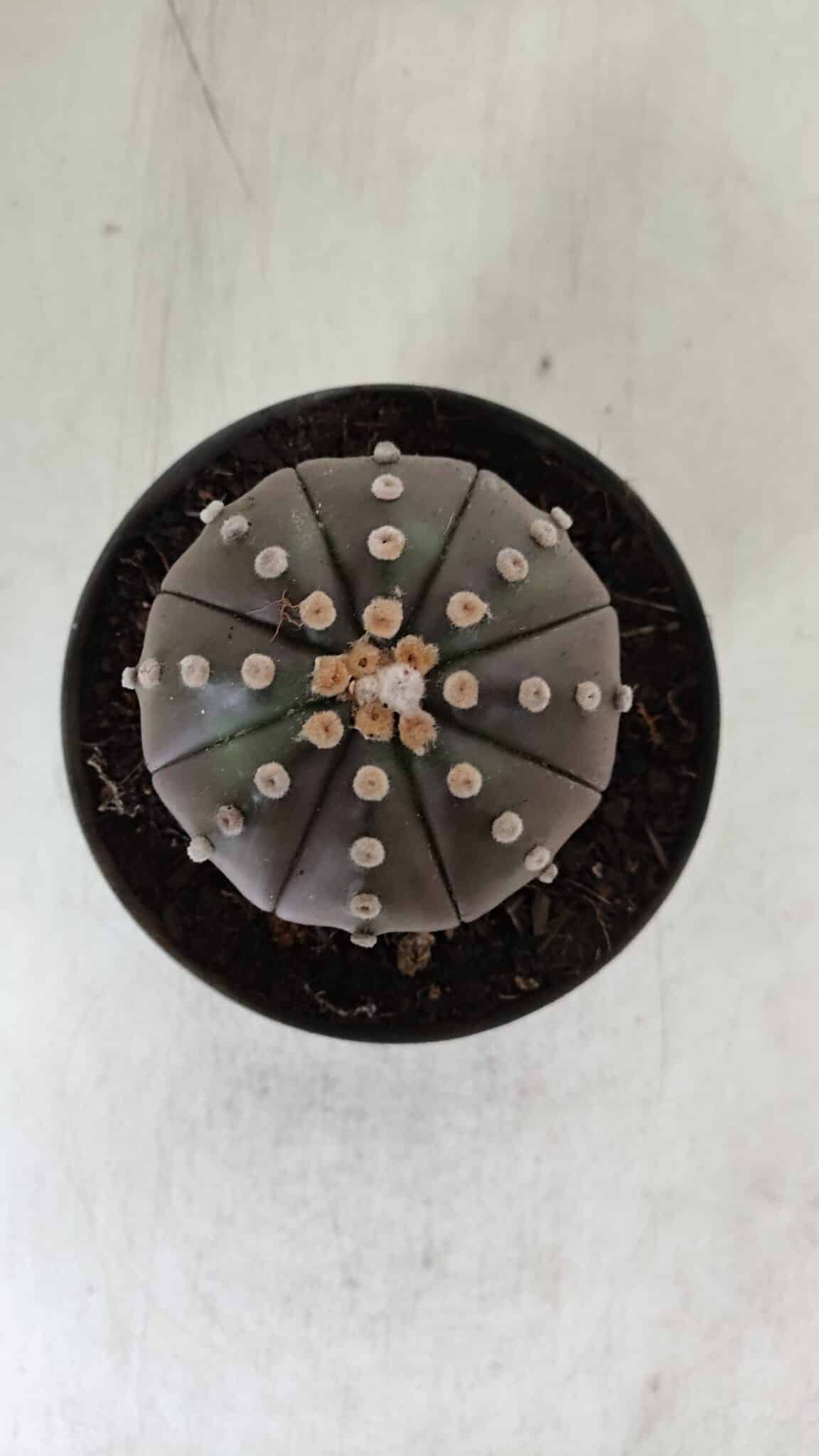 ASTROPHYTUM ASTERIAS STAR SHAPE "PURPLE" Nº 380 – vaso 11