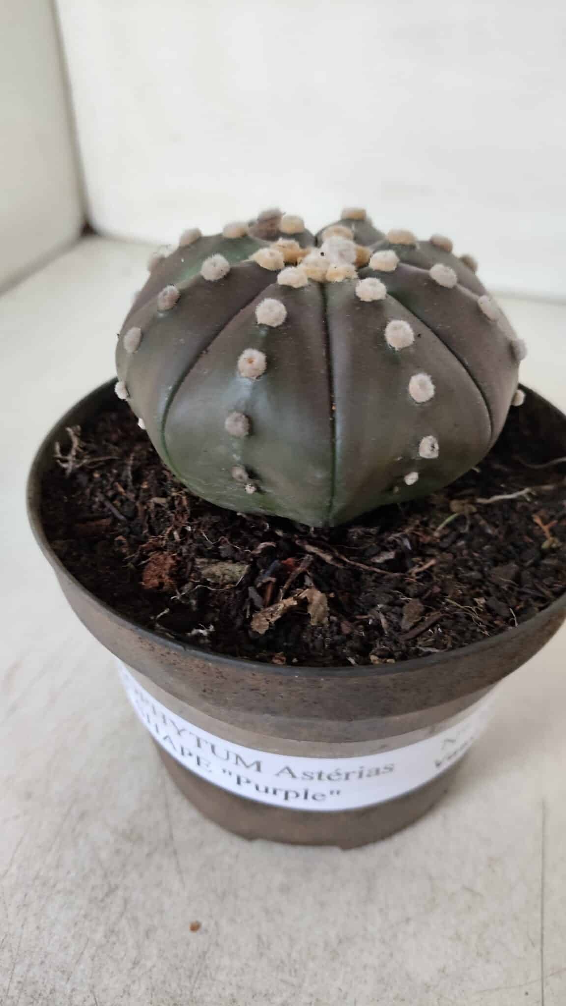 ASTROPHYTUM ASTERIAS STAR SHAPE "PURPLE" Nº 380 – vaso 11