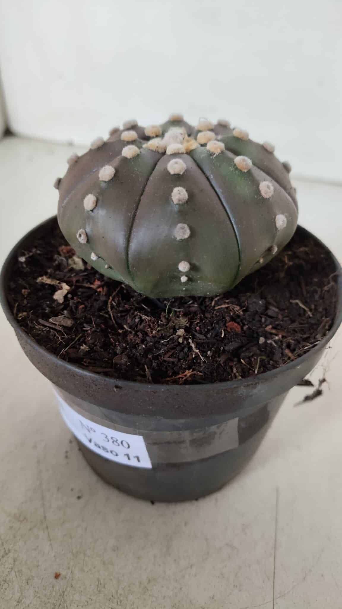 ASTROPHYTUM ASTERIAS STAR SHAPE "PURPLE" Nº 380 – vaso 11
