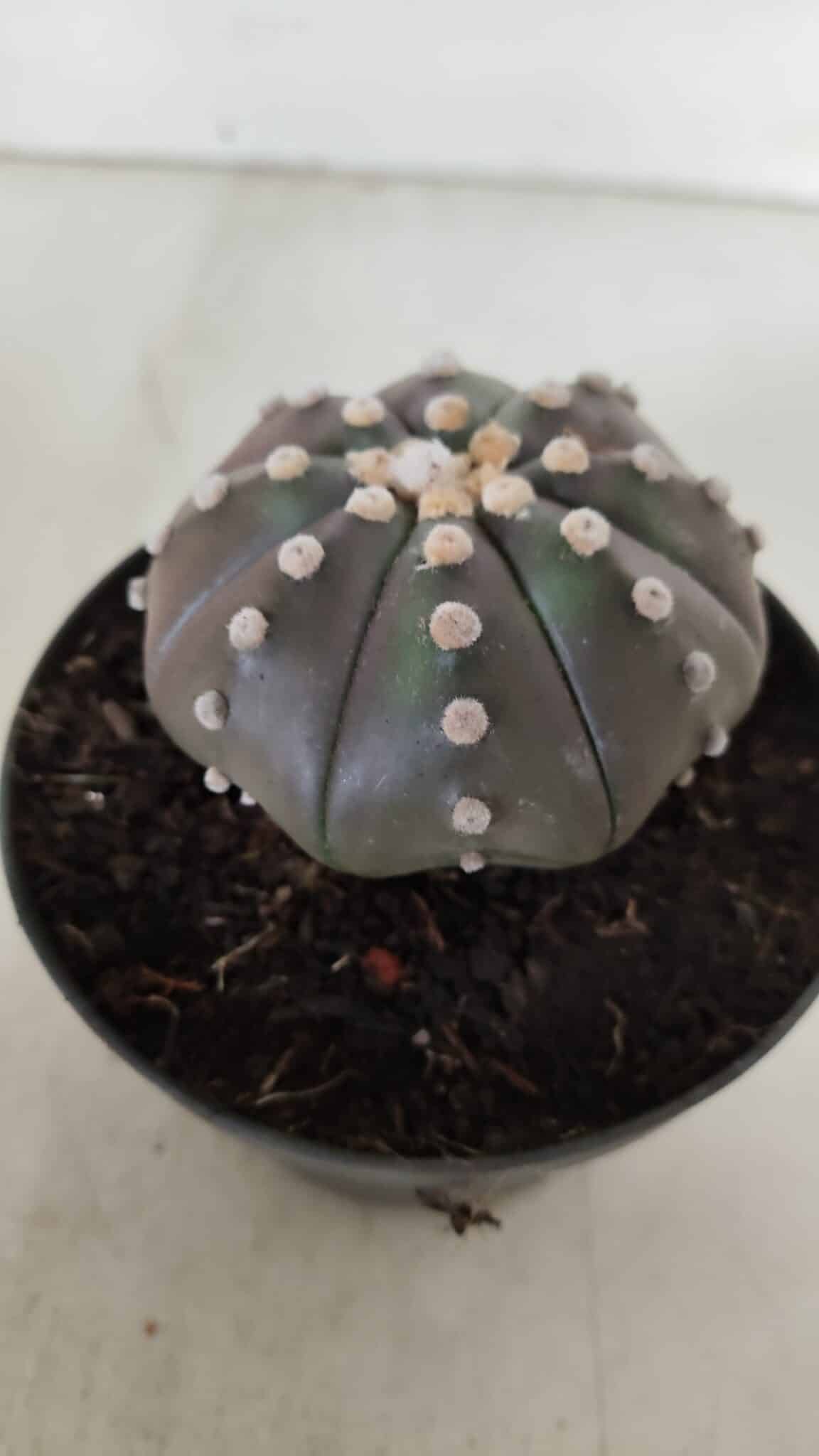 ASTROPHYTUM ASTERIAS STAR SHAPE "PURPLE" Nº 380 – vaso 11