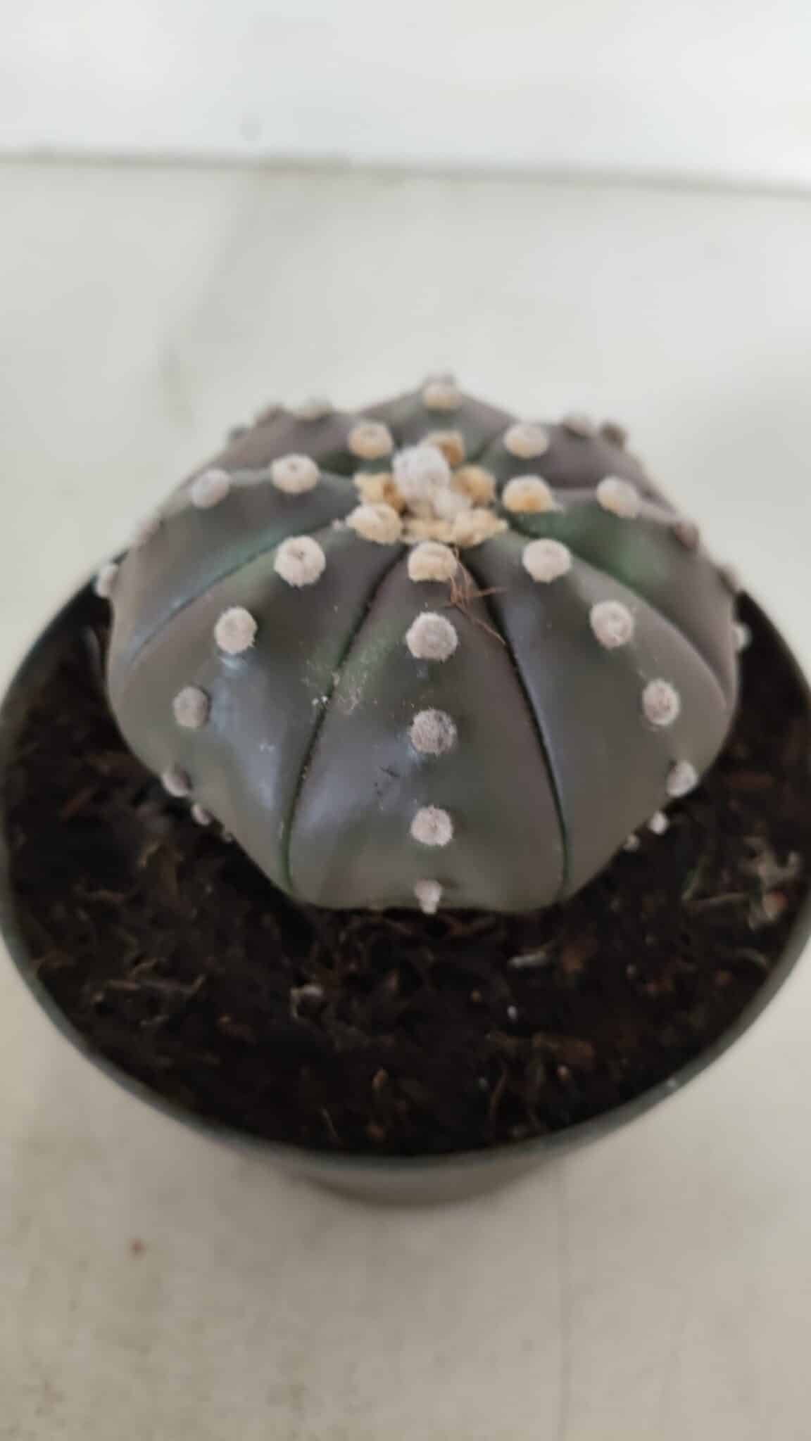 ASTROPHYTUM ASTERIAS STAR SHAPE "PURPLE" Nº 380 – vaso 11