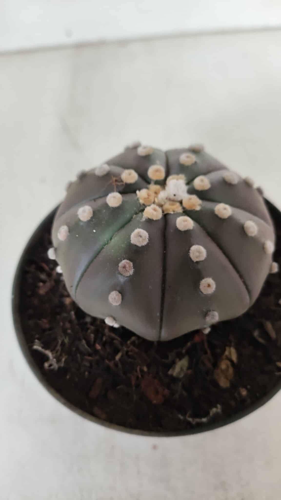 ASTROPHYTUM ASTERIAS STAR SHAPE "PURPLE" Nº 380 – vaso 11