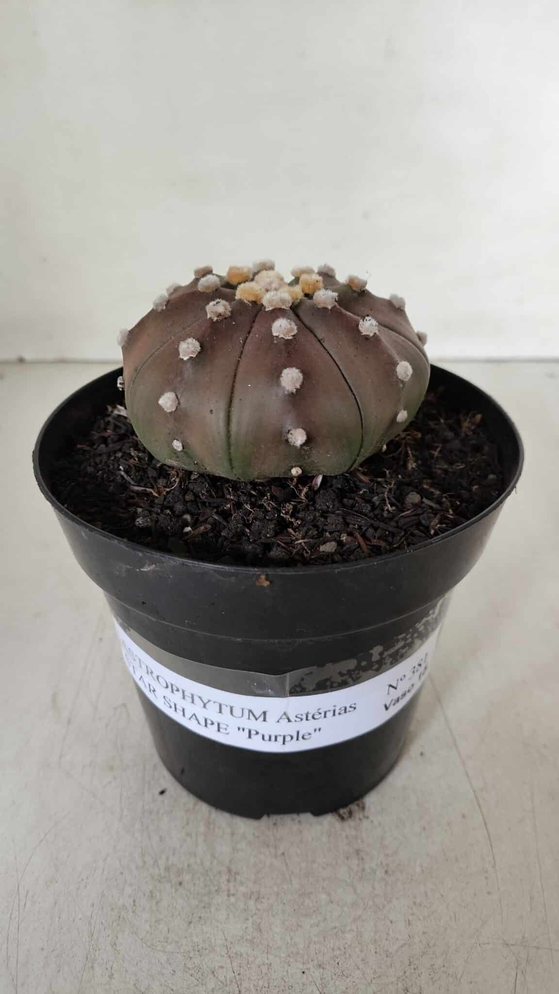 ASTROPHYTUM ASTERIAS STAR SHAPE "PURPLE" Nº 381 – vaso 15