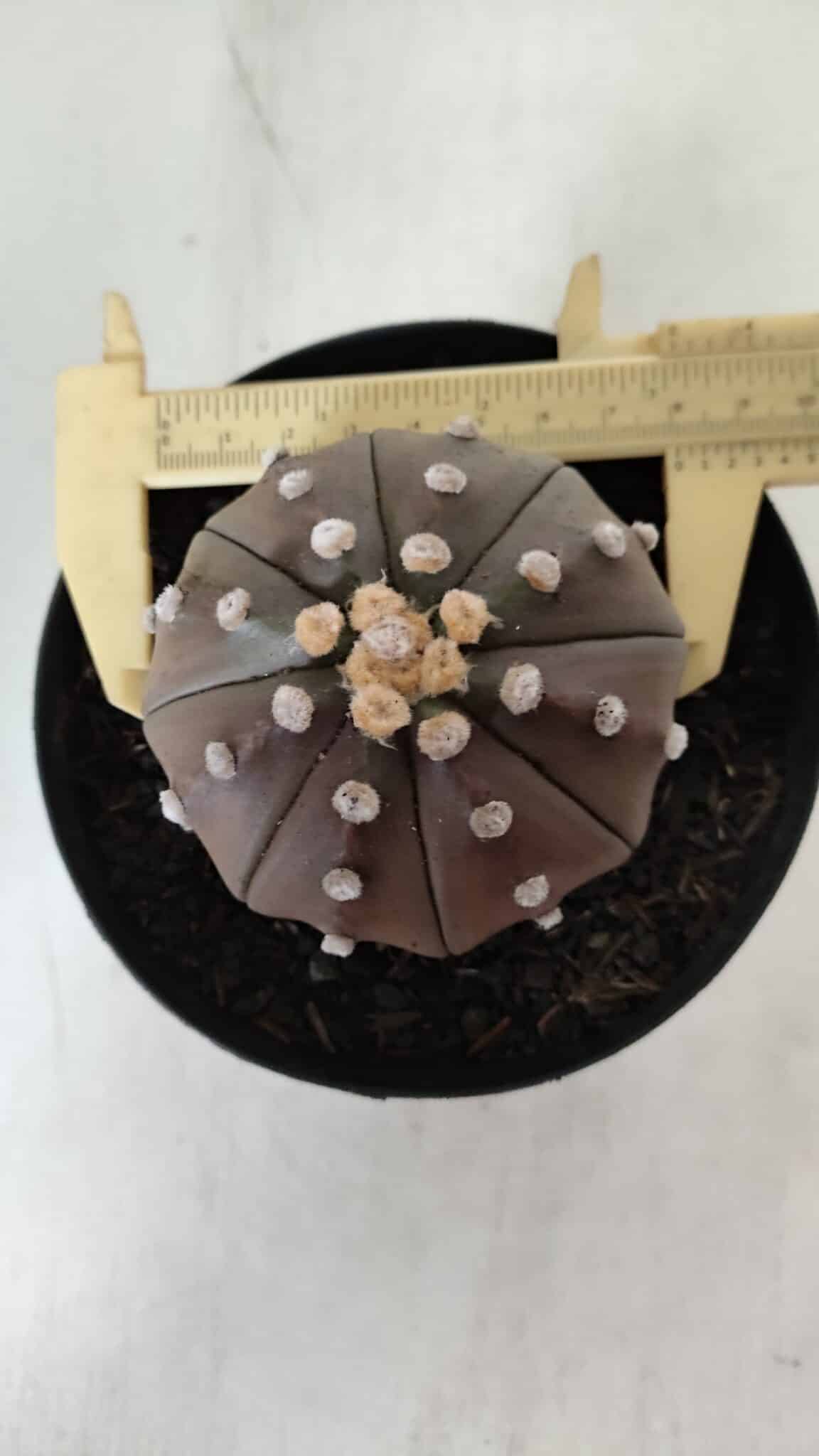 ASTROPHYTUM ASTERIAS STAR SHAPE "PURPLE" Nº 381 – vaso 15