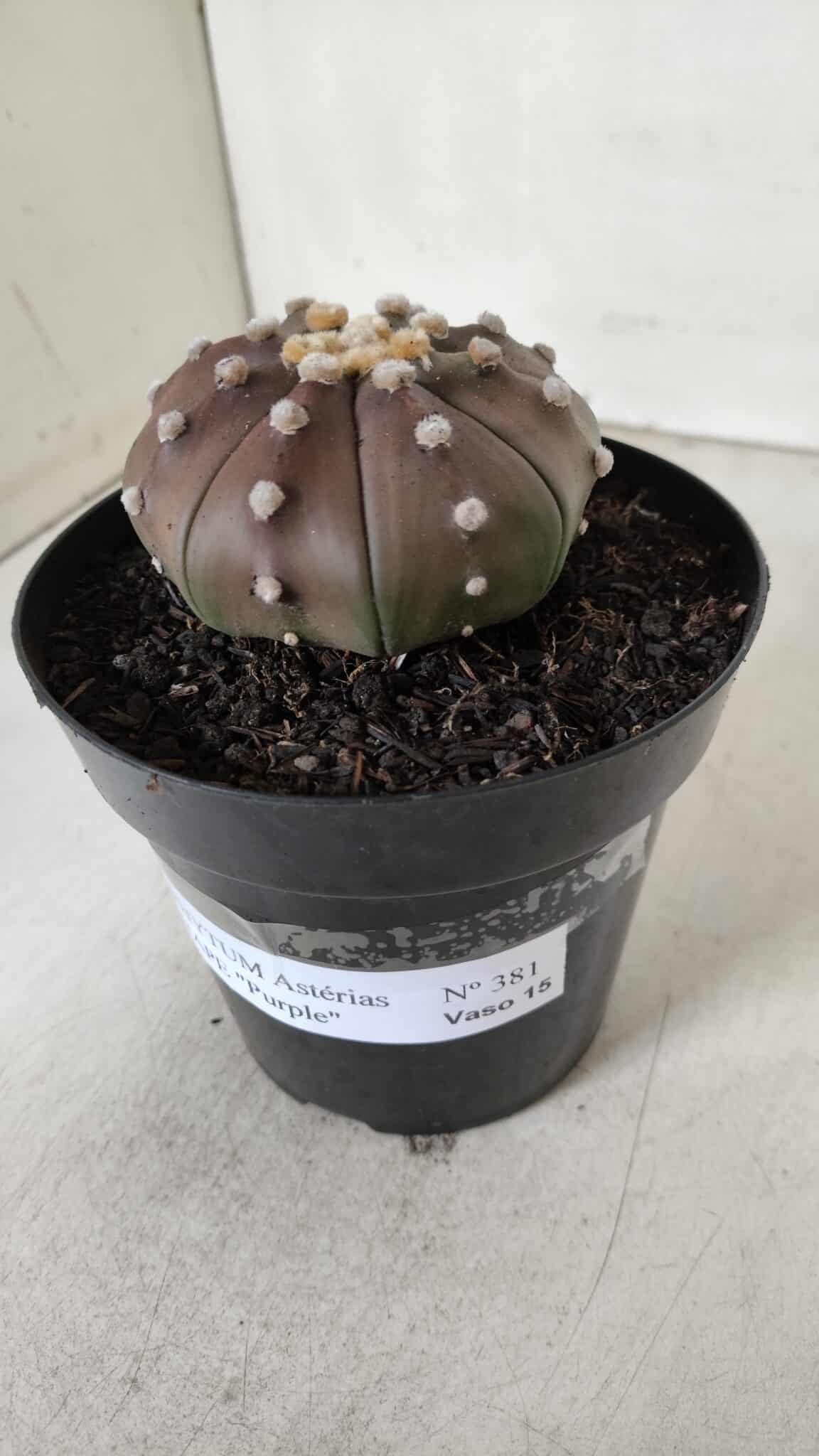 ASTROPHYTUM ASTERIAS STAR SHAPE "PURPLE" Nº 381 – vaso 15