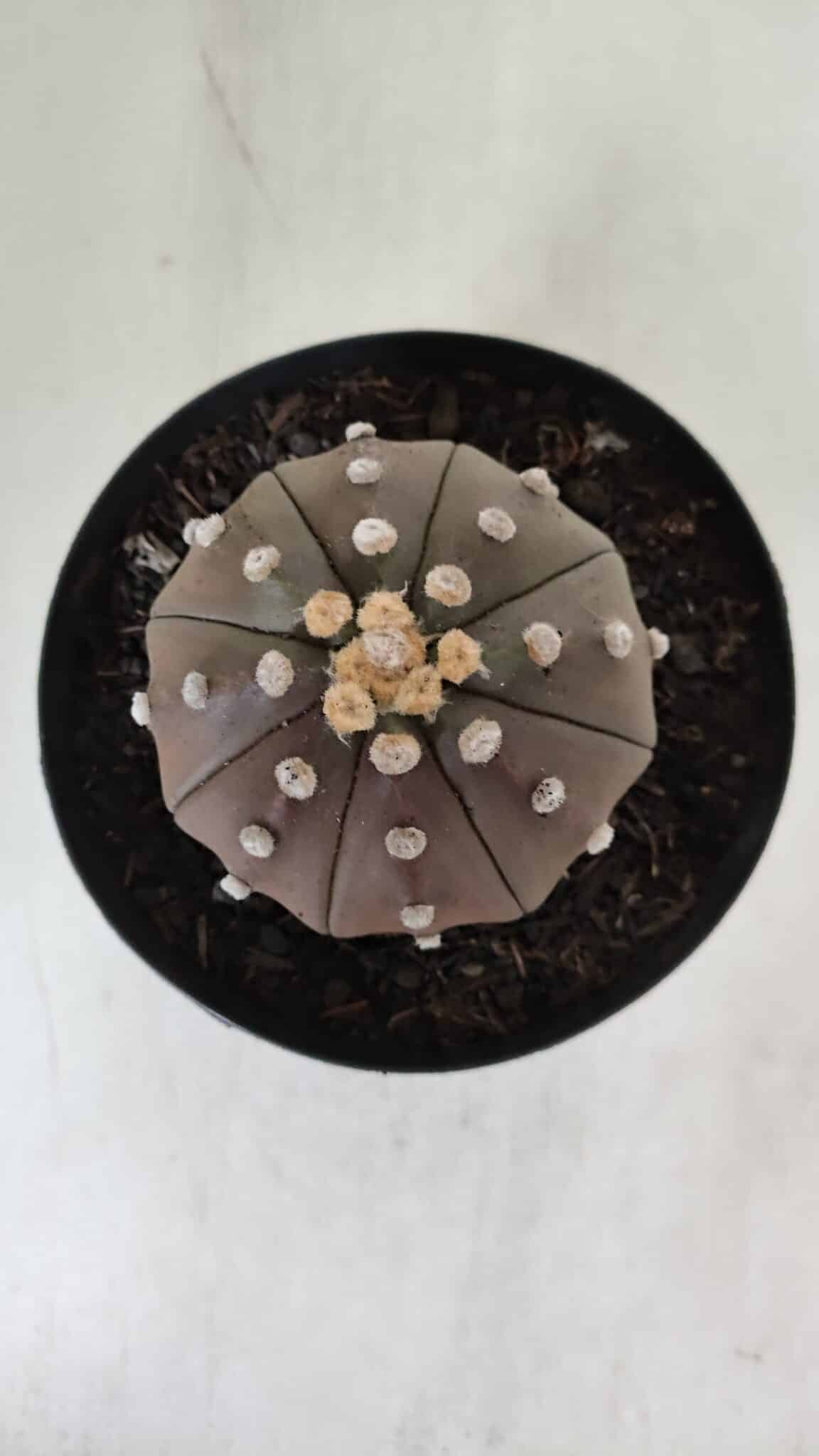 ASTROPHYTUM ASTERIAS STAR SHAPE "PURPLE" Nº 381 – vaso 15