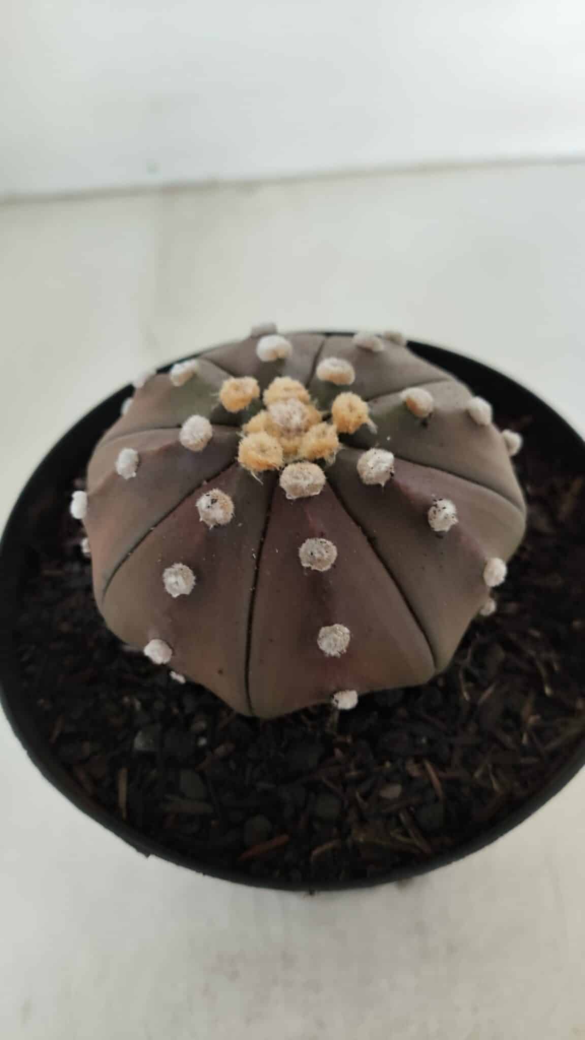 ASTROPHYTUM ASTERIAS STAR SHAPE "PURPLE" Nº 381 – vaso 15