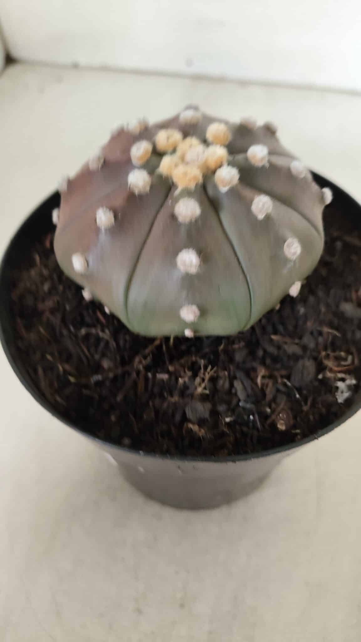 ASTROPHYTUM ASTERIAS STAR SHAPE "PURPLE" Nº 381 – vaso 15