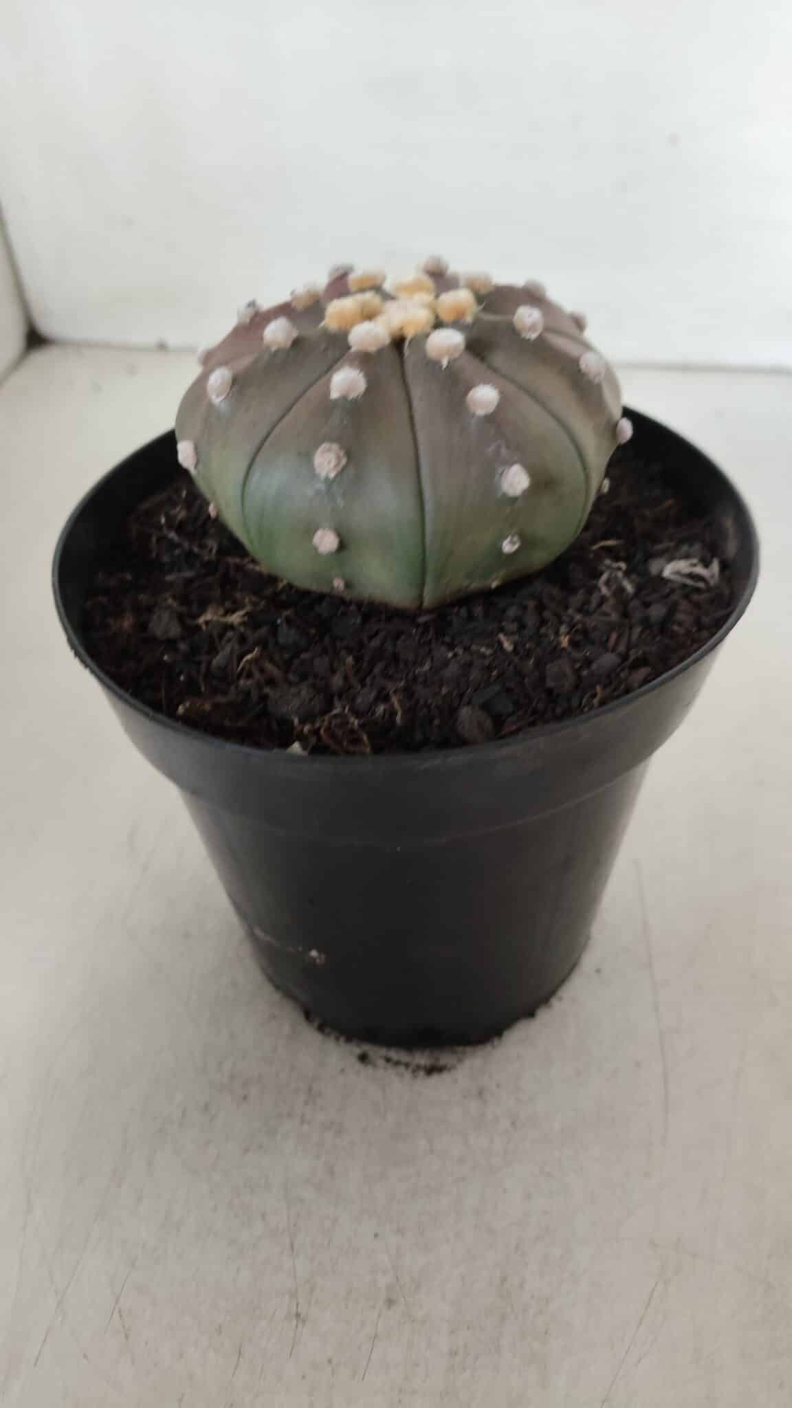 ASTROPHYTUM ASTERIAS STAR SHAPE "PURPLE" Nº 381 – vaso 15