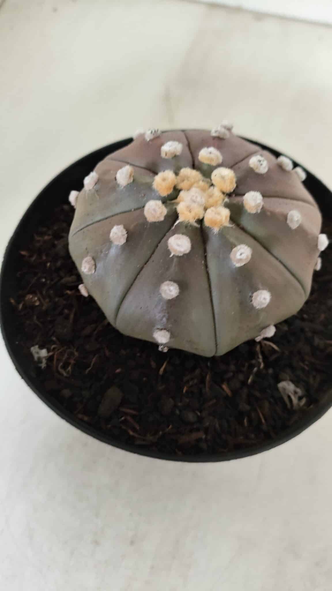 ASTROPHYTUM ASTERIAS STAR SHAPE "PURPLE" Nº 381 – vaso 15