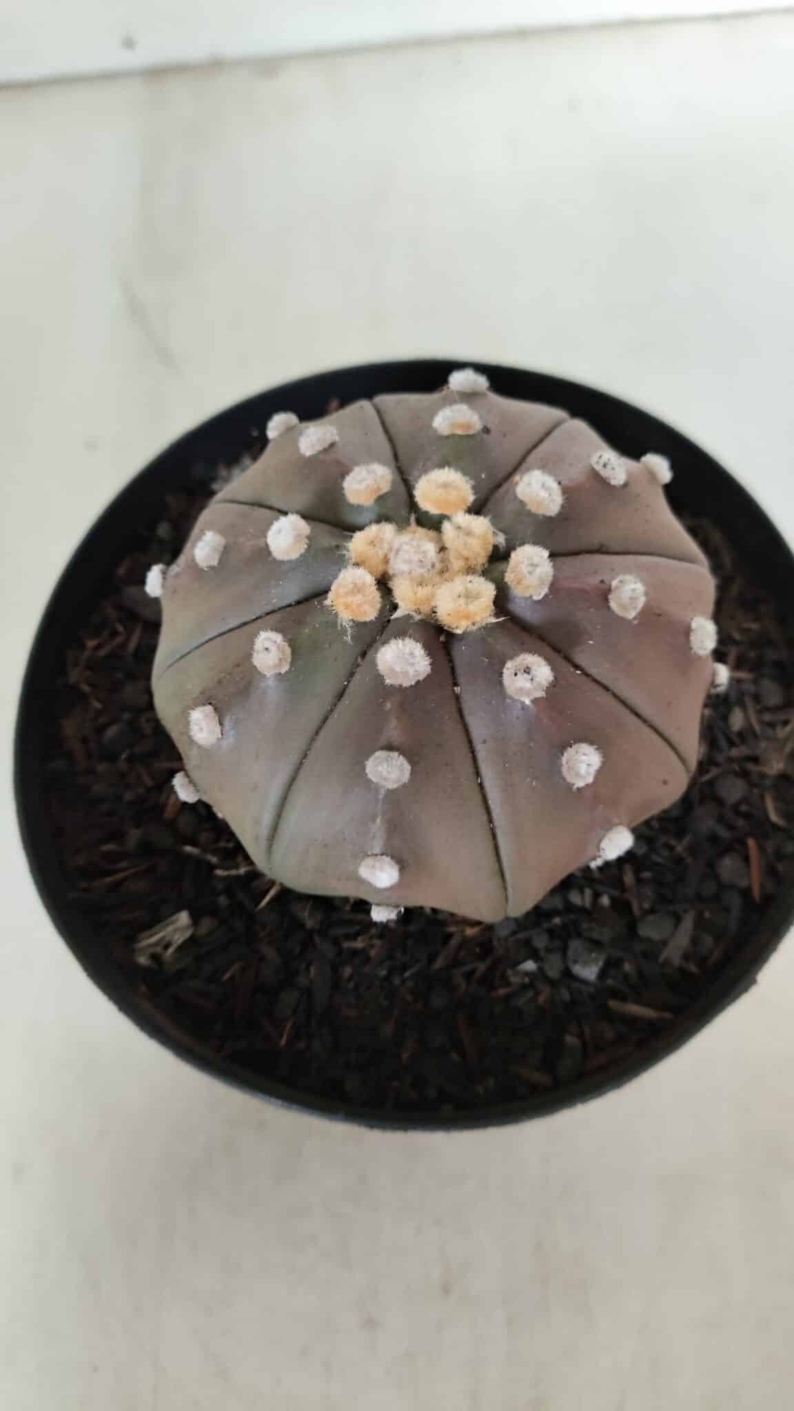 ASTROPHYTUM ASTERIAS STAR SHAPE "PURPLE" Nº 381 – vaso 15