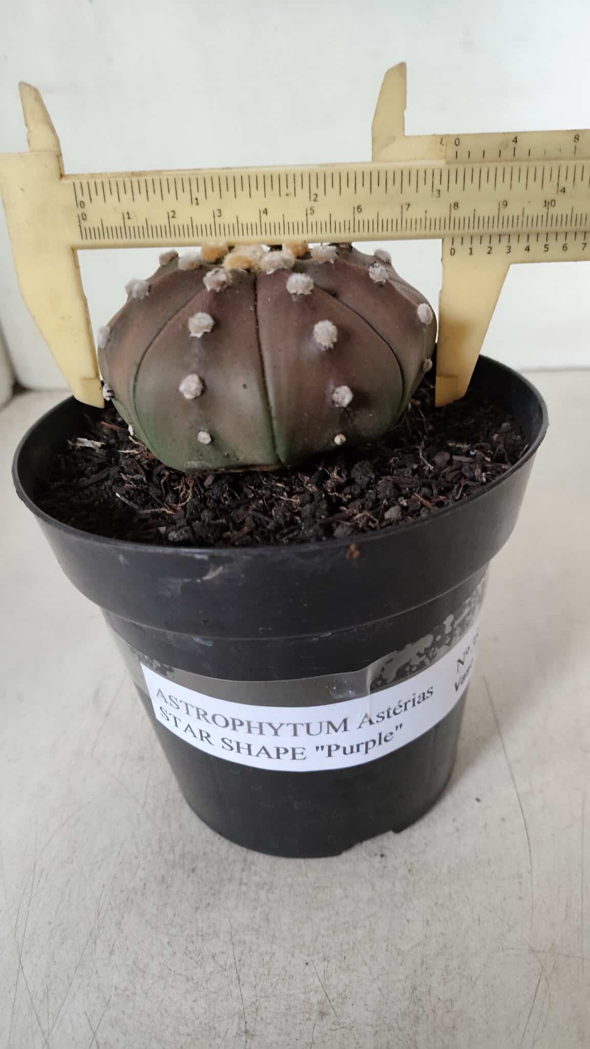ASTROPHYTUM ASTERIAS STAR SHAPE "PURPLE" Nº 381 – vaso 15