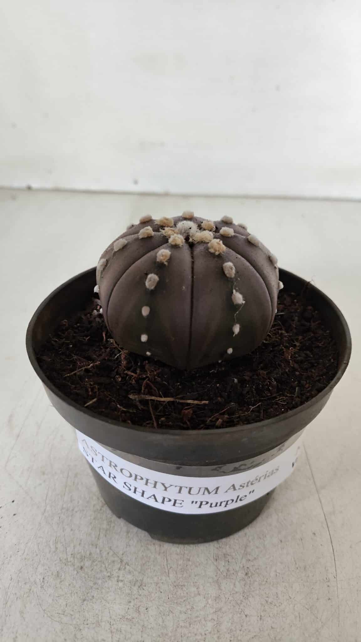 ASTROPHYTUM ASTERIAS STAR SHAPE "PURPLE" Nº 382 – vaso 11