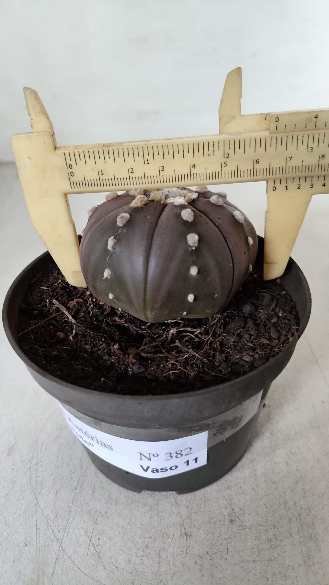 ASTROPHYTUM ASTERIAS STAR SHAPE "PURPLE" Nº 382 – vaso 11