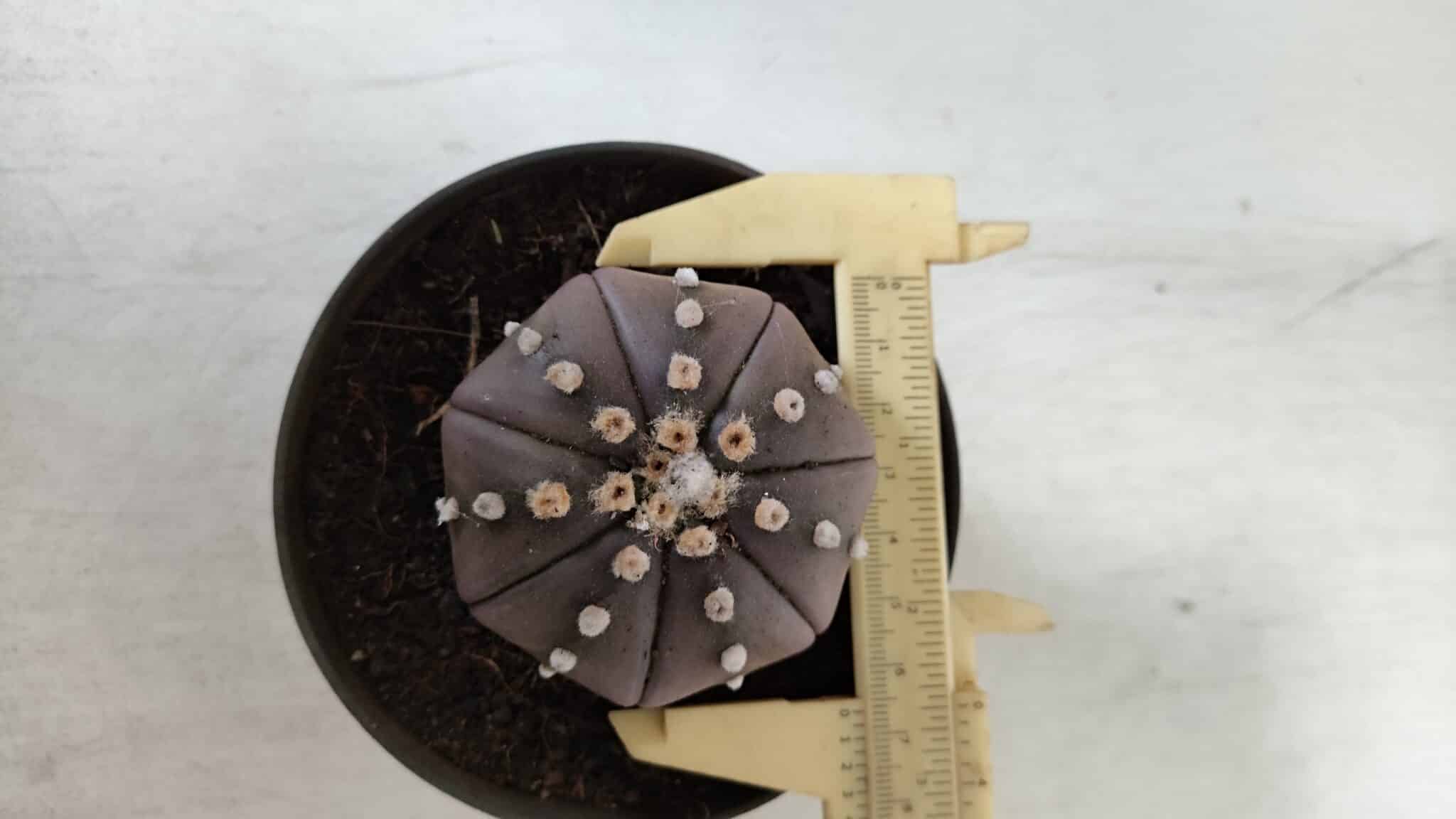 ASTROPHYTUM ASTERIAS STAR SHAPE "PURPLE" Nº 382 – vaso 11