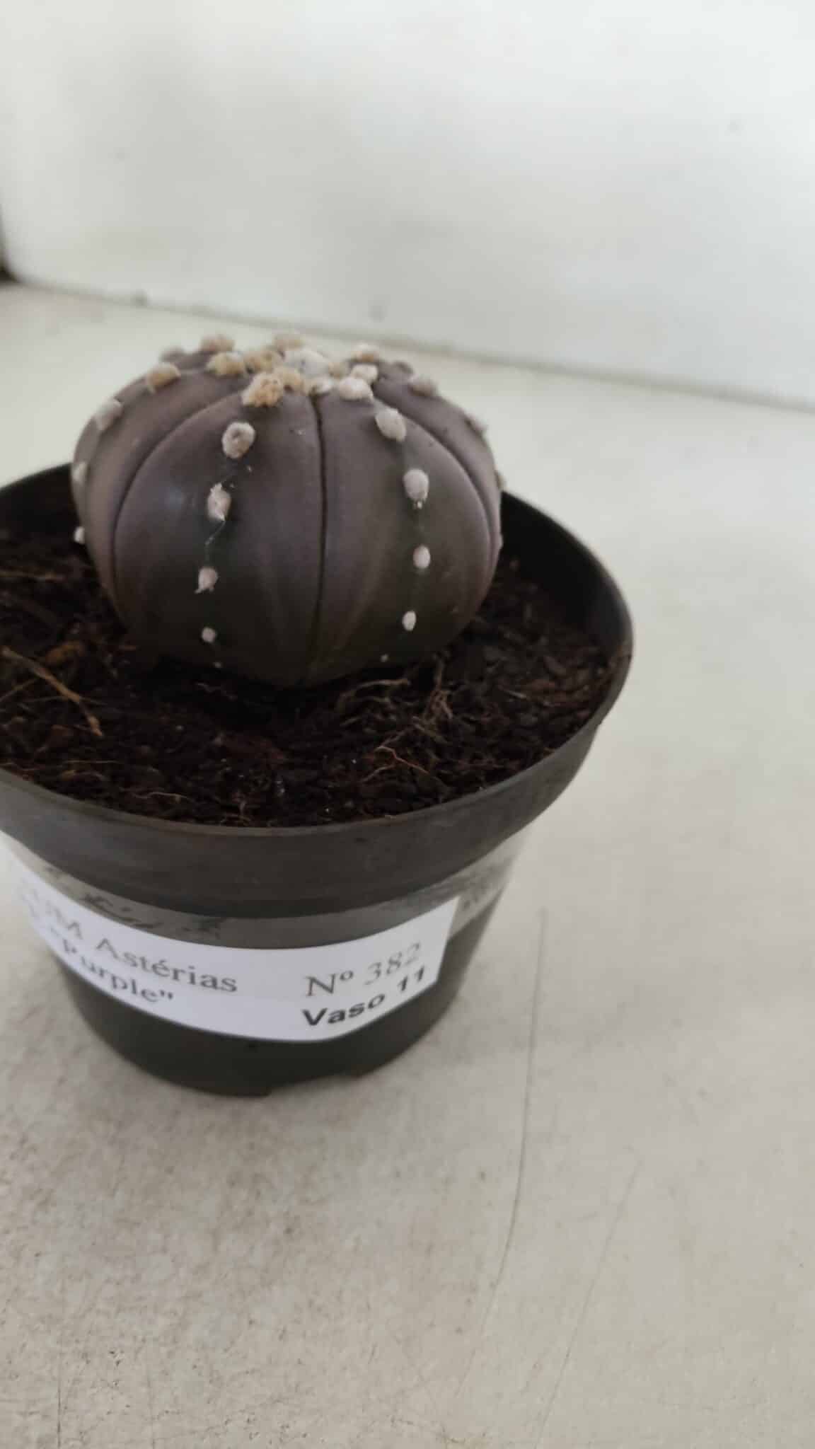 ASTROPHYTUM ASTERIAS STAR SHAPE "PURPLE" Nº 382 – vaso 11