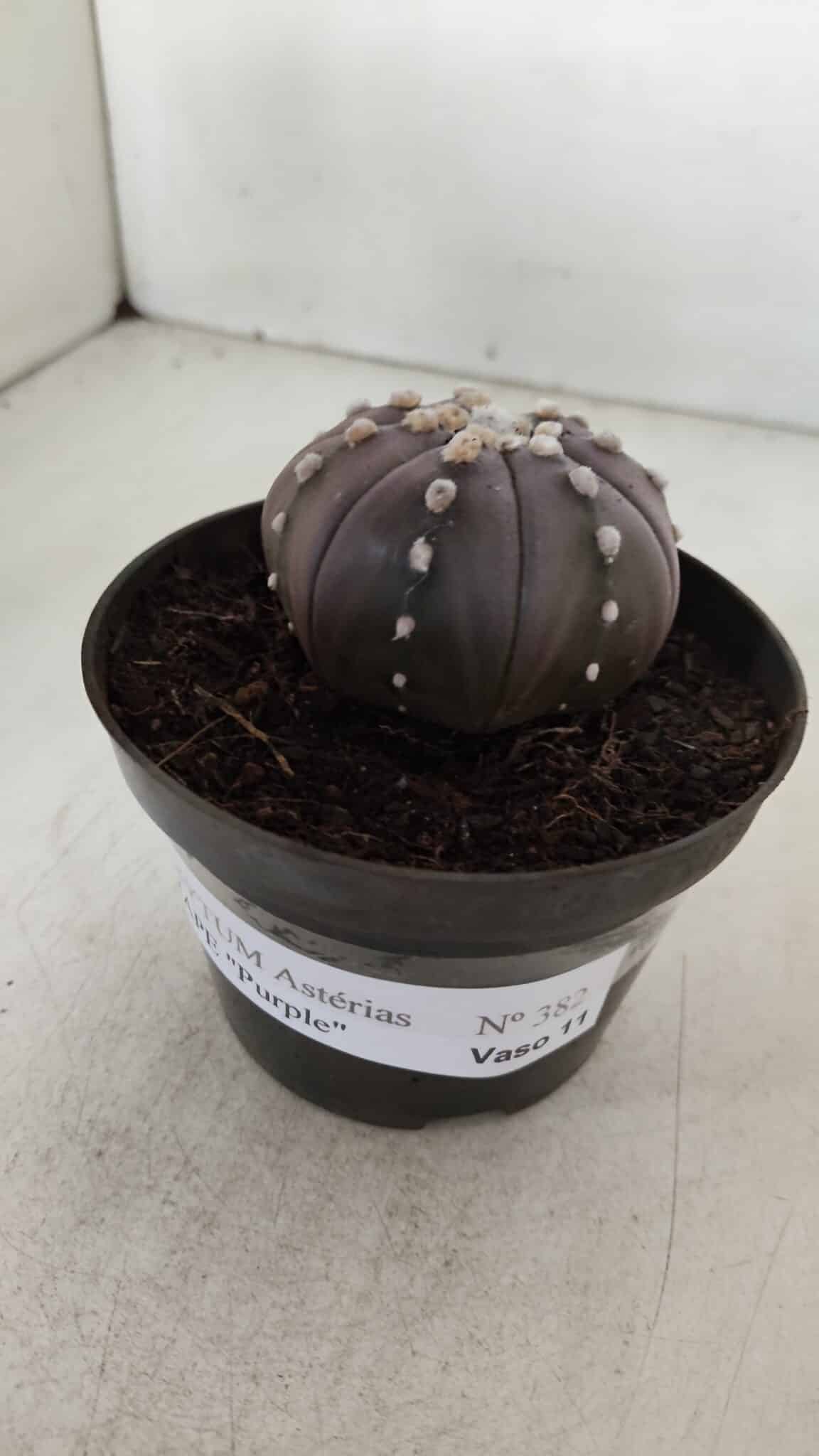 ASTROPHYTUM ASTERIAS STAR SHAPE "PURPLE" Nº 382 – vaso 11