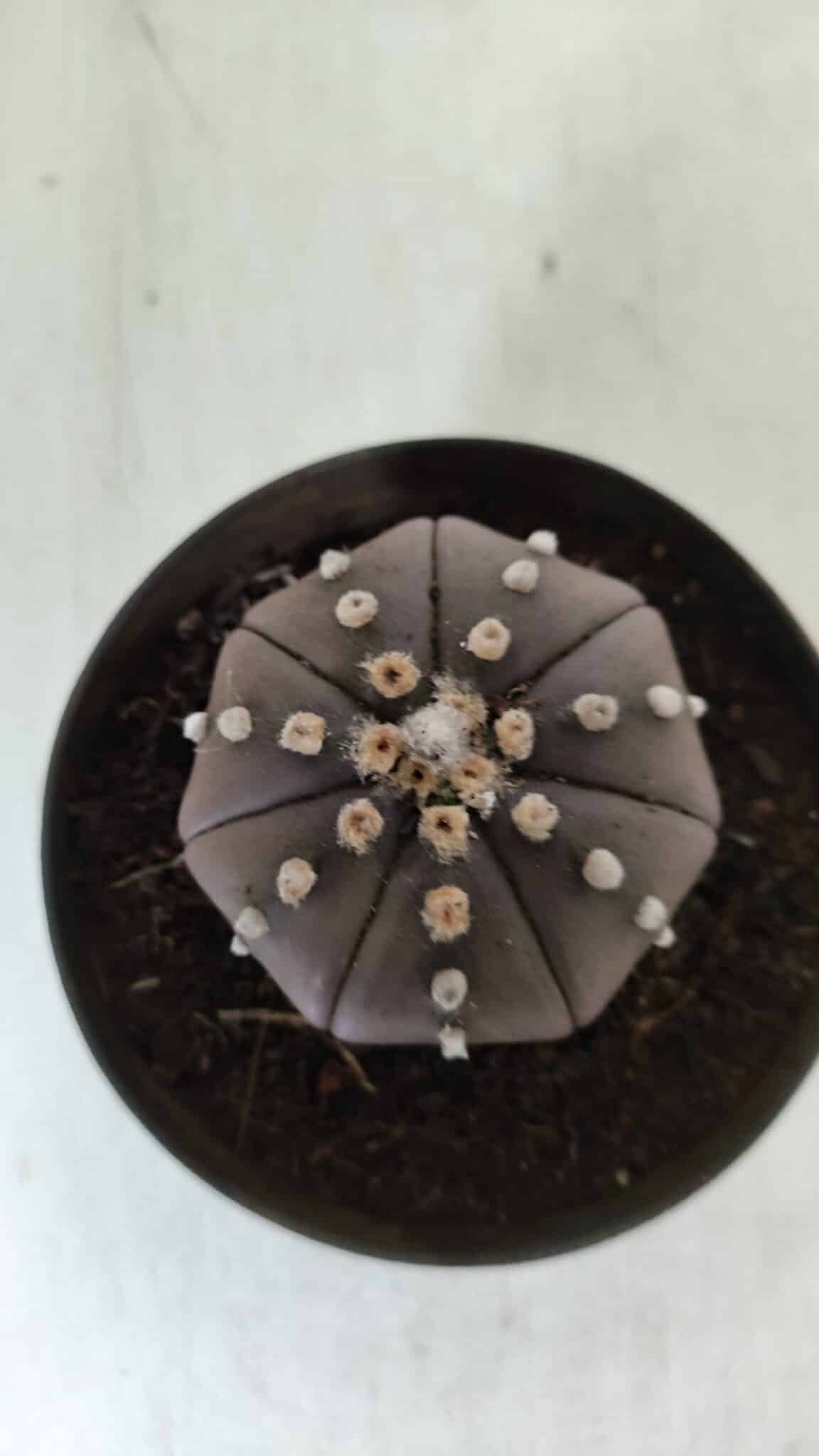 ASTROPHYTUM ASTERIAS STAR SHAPE "PURPLE" Nº 382 – vaso 11