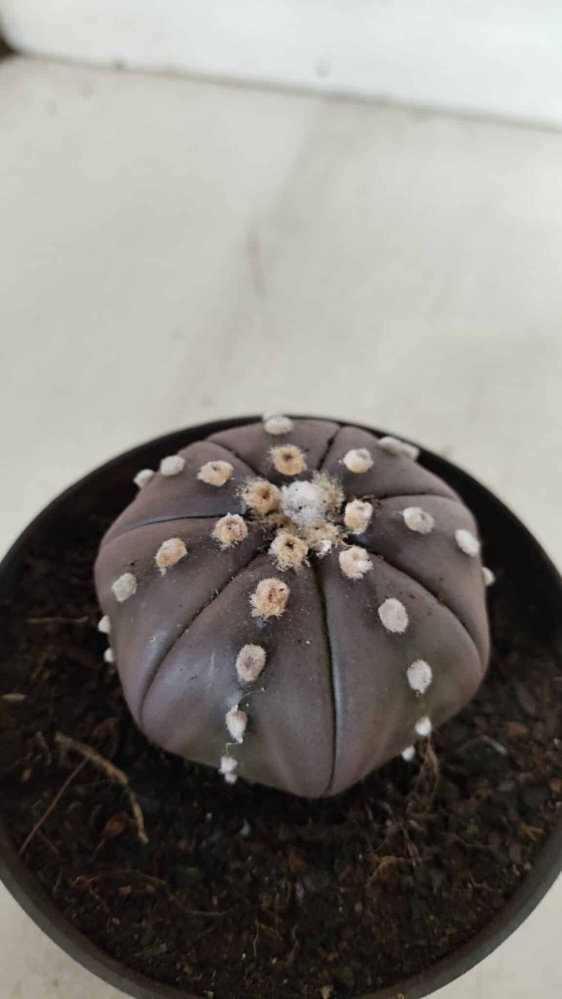 ASTROPHYTUM ASTERIAS STAR SHAPE "PURPLE" Nº 382 – vaso 11