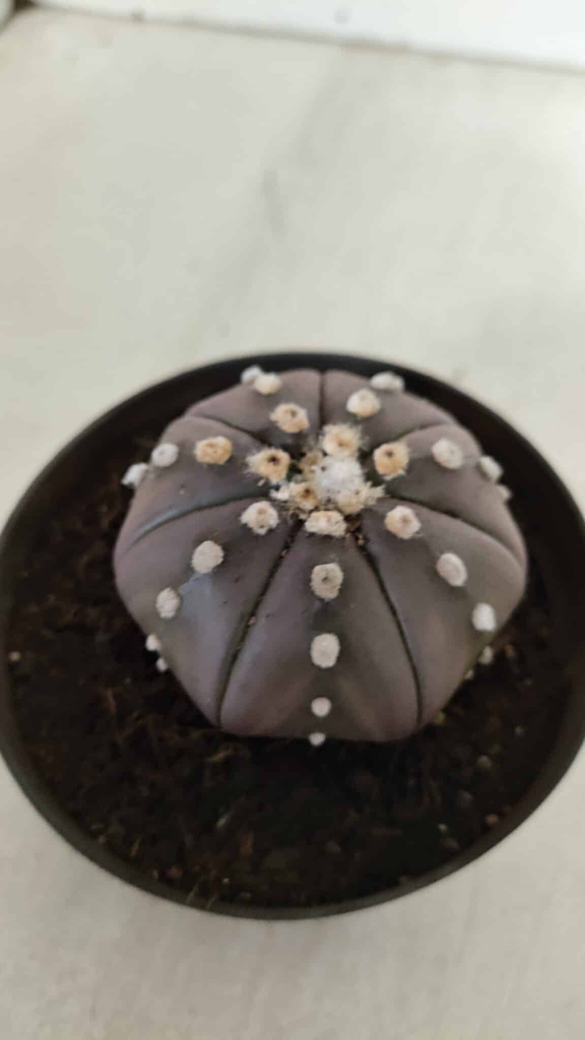 ASTROPHYTUM ASTERIAS STAR SHAPE "PURPLE" Nº 382 – vaso 11